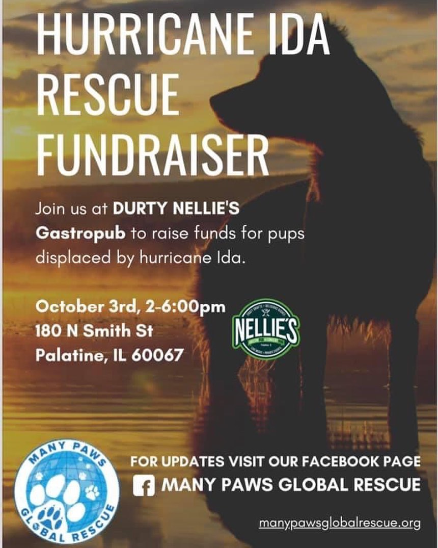 SAVE THE DATE! We will be hosting a fundraiser at Durty Nellies on Sunday, October 3rd from 2-6pm. Live music, food, drinks and TONS of raffles! A $5 donation is asked for admittance. ALL OF OUR HURRICANE DOGS AND PUPPIES WILL BE THERE AS WELL! Please share!!!! <a target='_blank' href='https://www.instagram.com/explore/tags/dogsofinstagram/'>#dogsofinstagram</a> <a target='_blank' href='https://www.instagram.com/explore/tags/adoptdontshop/'>#adoptdontshop</a> <a target='_blank' href='https://www.instagram.com/explore/tags/adoptme/'>#adoptme</a> <a target='_blank' href='https://www.instagram.com/explore/tags/adoptadog/'>#adoptadog</a> <a target='_blank' href='https://www.instagram.com/explore/tags/lookingforahome/'>#lookingforahome</a> <a target='_blank' href='https://www.instagram.com/explore/tags/foreverhome/'>#foreverhome</a> <a target='_blank' href='https://www.instagram.com/explore/tags/rescuedog/'>#rescuedog</a> <a target='_blank' href='https://www.instagram.com/explore/tags/fosterdog/'>#fosterdog</a> <a target='_blank' href='https://www.instagram.com/explore/tags/manypawsglobalrescue/'>#manypawsglobalrescue</a>