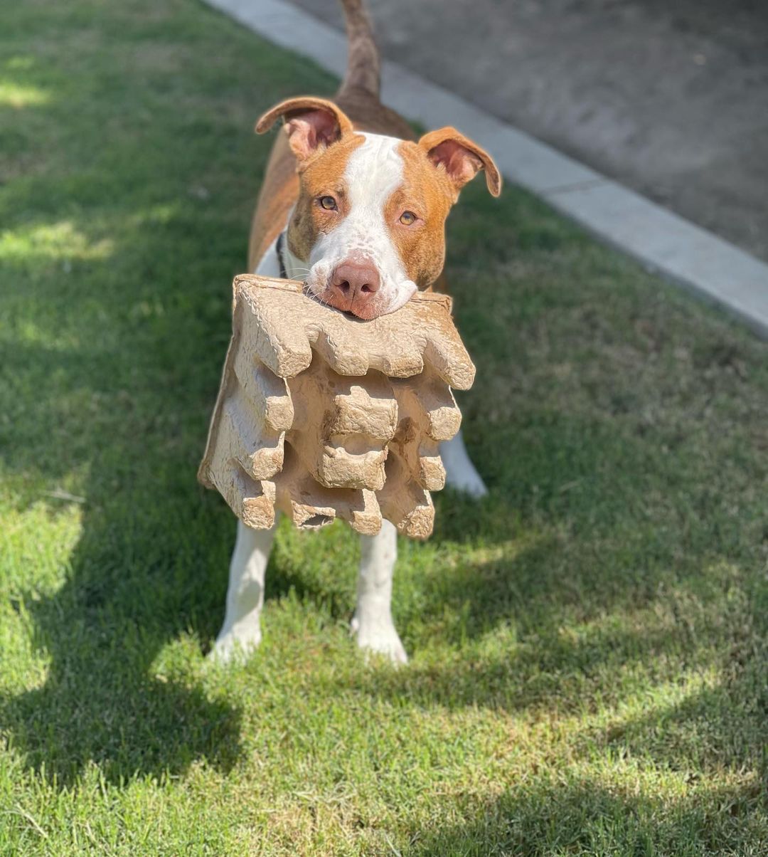 We’ve been a little absent on here recently, well a lot actually - our apologies. Cute dog photos will be commencing moving forward, we just needed a social media break to catch up on some stuff. Sosa over here is still being cute as freaking ever! He is a whopping 72 pounds, just about a year old, great with humans of all ages and is getting better with doggy friends one day at a time. He is an energetic, playful guy full of personality and is incredibly smart! He has a GREAT foster mom who teaches him all kinds of great tricks. You’ll have to meet him so he can show off for you! Send us a message if you’re interested in Sosa & please tag anyone in the comments who could give this good boy a great home! 💛🏡