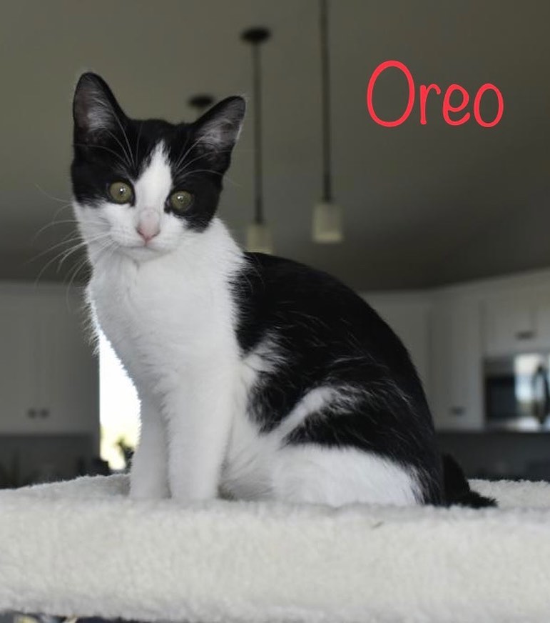 Dale, Henry, Oreo, and Sophia are all available for adoption and wowza are they adorable! Check them out on our website, link in bio. <a target='_blank' href='https://www.instagram.com/explore/tags/Adoptdontshop/'>#Adoptdontshop</a> <a target='_blank' href='https://www.instagram.com/explore/tags/redemptionroadrescue/'>#redemptionroadrescue</a> <a target='_blank' href='https://www.instagram.com/explore/tags/redemptionroadmn/'>#redemptionroadmn</a> <a target='_blank' href='https://www.instagram.com/explore/tags/kittens/'>#kittens</a> <a target='_blank' href='https://www.instagram.com/explore/tags/kittensofinstagram/'>#kittensofinstagram</a> <a target='_blank' href='https://www.instagram.com/explore/tags/minneapoliskitty/'>#minneapoliskitty</a> <a target='_blank' href='https://www.instagram.com/explore/tags/rescuedismyfavoritebreed/'>#rescuedismyfavoritebreed</a> <a target='_blank' href='https://www.instagram.com/explore/tags/minnesotakittens/'>#minnesotakittens</a> <a target='_blank' href='https://www.instagram.com/explore/tags/rescuekitten/'>#rescuekitten</a> <a target='_blank' href='https://www.instagram.com/explore/tags/adoptedkitten/'>#adoptedkitten</a>