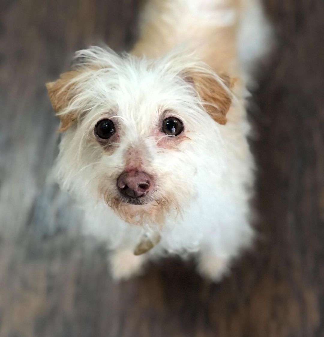 Say hi to Pickles! At 9 years old, Pickles has not slowed down. He enjoys walks around the neighborhood and has some mad hops. Just when you think he is too tiny to jump up on the bed, just give him a minute to calculate the jump and he will be up snuggling you in no time. He embodies the phrase 
