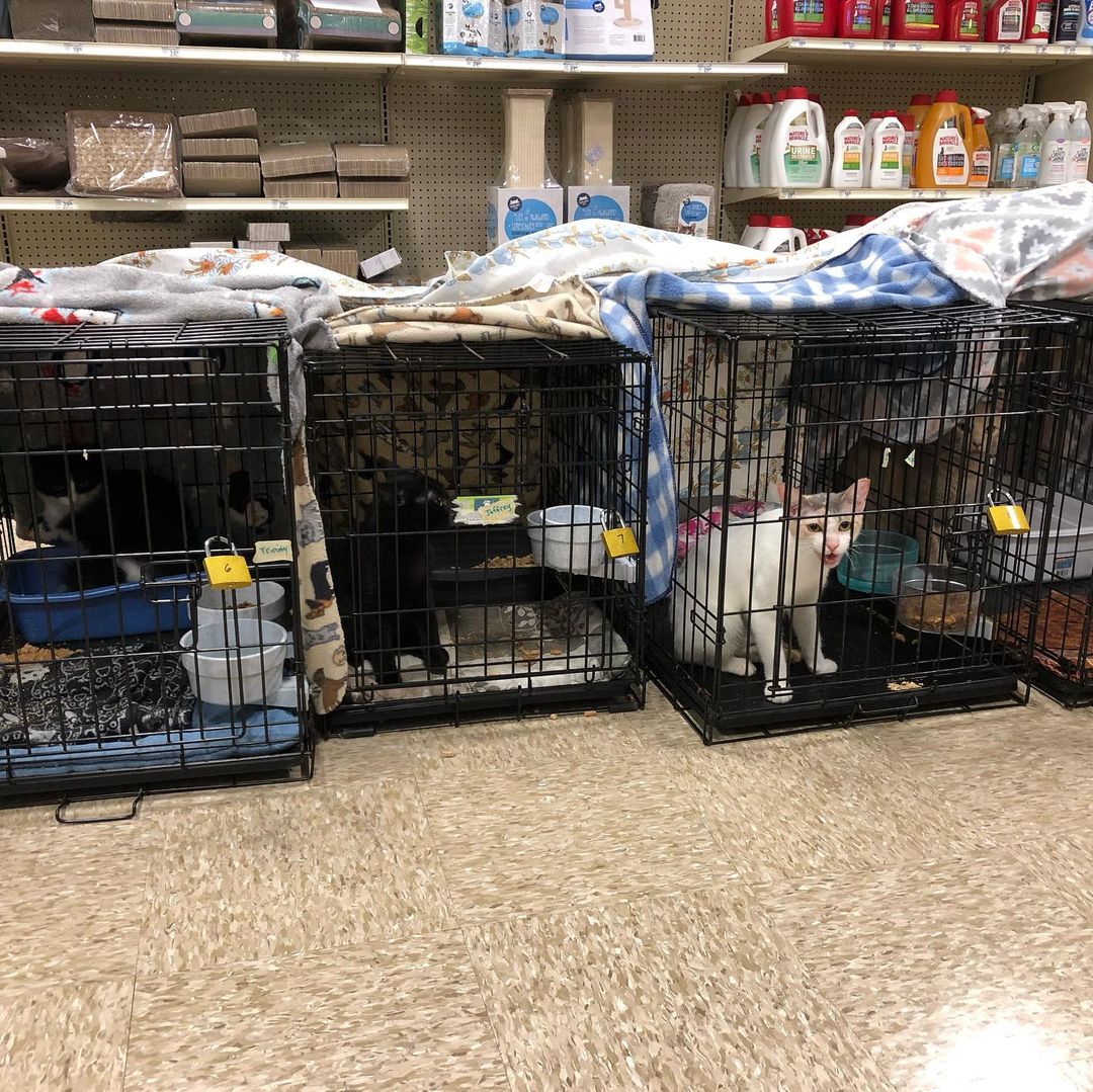 The stores are stocked and ready to go!! Let’s do this!! @cleartheshelters