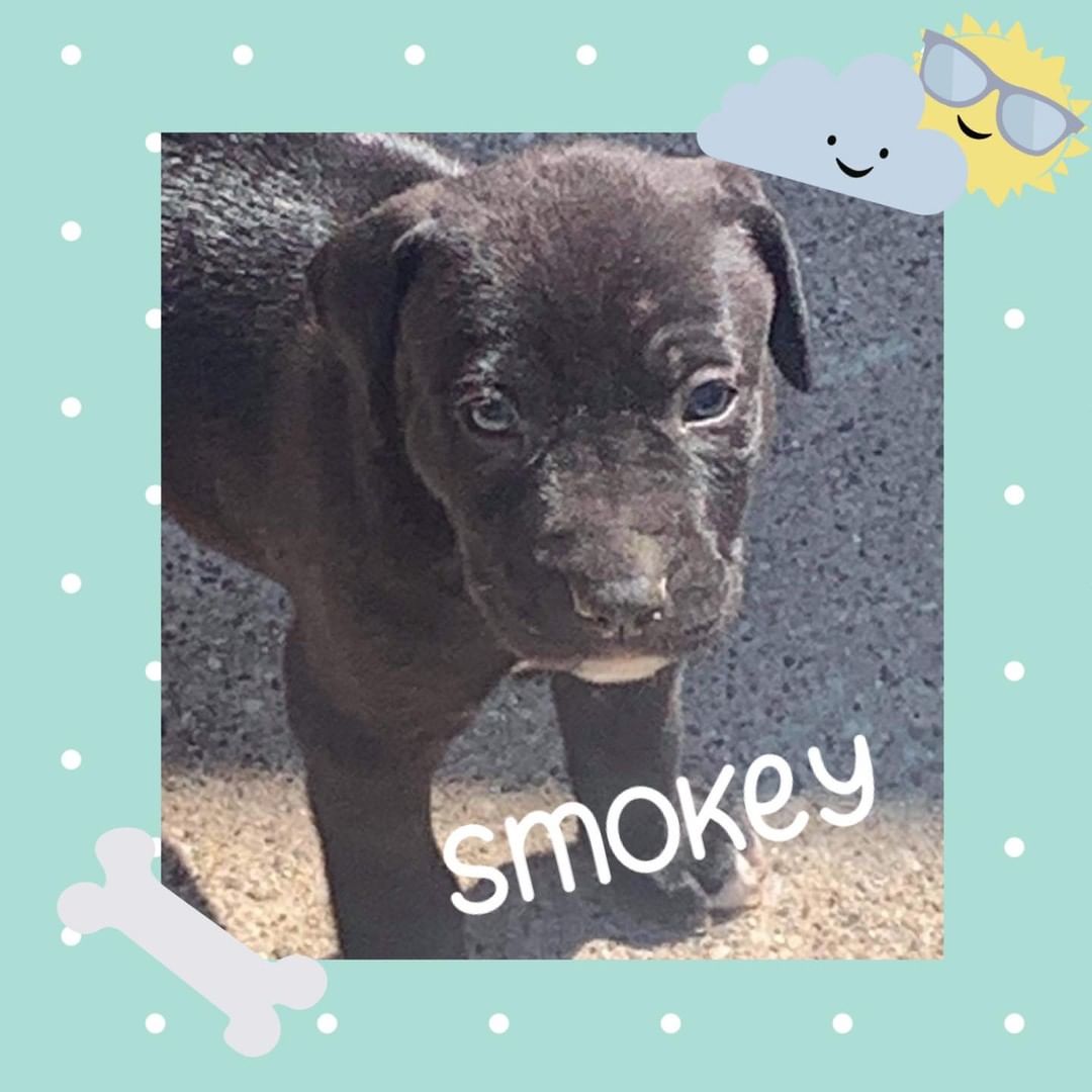 We have FOUR adorable puppies who are still looking for a home! Could you be their new person? 

Applications can be submitted at https://humanesocietybaycounty.org/adoption-form/

For questions, email dogprogram@humanesocietybc.org!