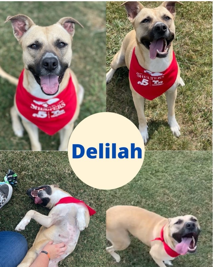 Delilah is… well, she’s a little hard to get to know. She takes her time getting comfortable with people and she isn’t very fond of other animals. She’s been with us for about 4 months and has gotten used to the routine around here, but she would rather be in a nice, quiet home. If you are willing to work at winning her over, she comes out of her shell and is a playful and energetic pup.