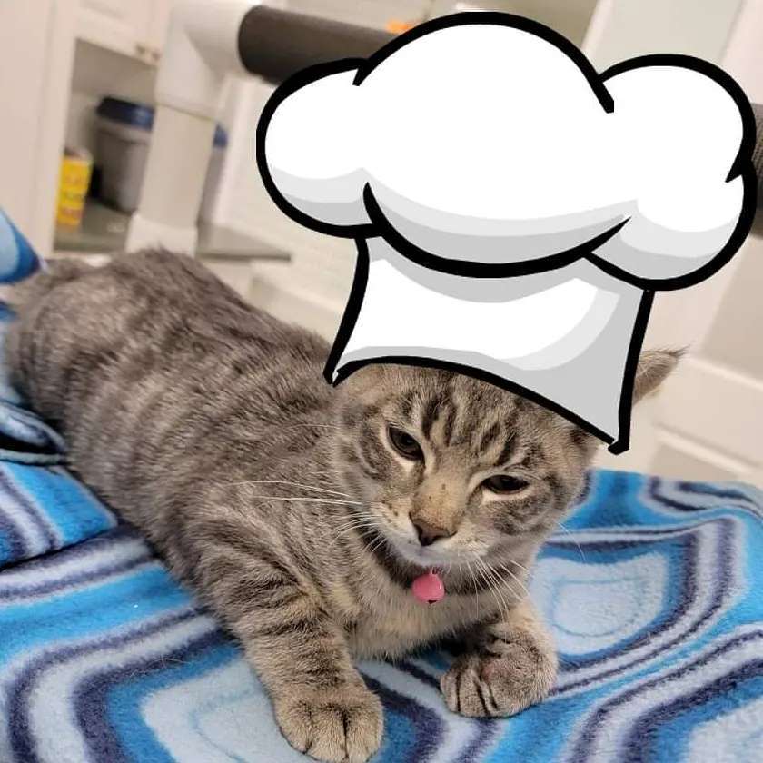 Hi, Minestrone here!! Today is National Bakery Day!! It's a special holiday for me because I am a Master Baker! Don't believe me? Just ask any of the SCHS volunteers, they will tell you that I make the best biscuits in the world!!!

<a target='_blank' href='https://www.instagram.com/explore/tags/baker/'>#baker</a> <a target='_blank' href='https://www.instagram.com/explore/tags/kittybaker/'>#kittybaker</a> <a target='_blank' href='https://www.instagram.com/explore/tags/makingbiscuits/'>#makingbiscuits</a> <a target='_blank' href='https://www.instagram.com/explore/tags/kitten/'>#kitten</a> <a target='_blank' href='https://www.instagram.com/explore/tags/sheltercat/'>#sheltercat</a> <a target='_blank' href='https://www.instagram.com/explore/tags/adoptablepets/'>#adoptablepets</a> <a target='_blank' href='https://www.instagram.com/explore/tags/sheltercat/'>#sheltercat</a> <a target='_blank' href='https://www.instagram.com/explore/tags/adoptdontshop/'>#adoptdontshop</a>