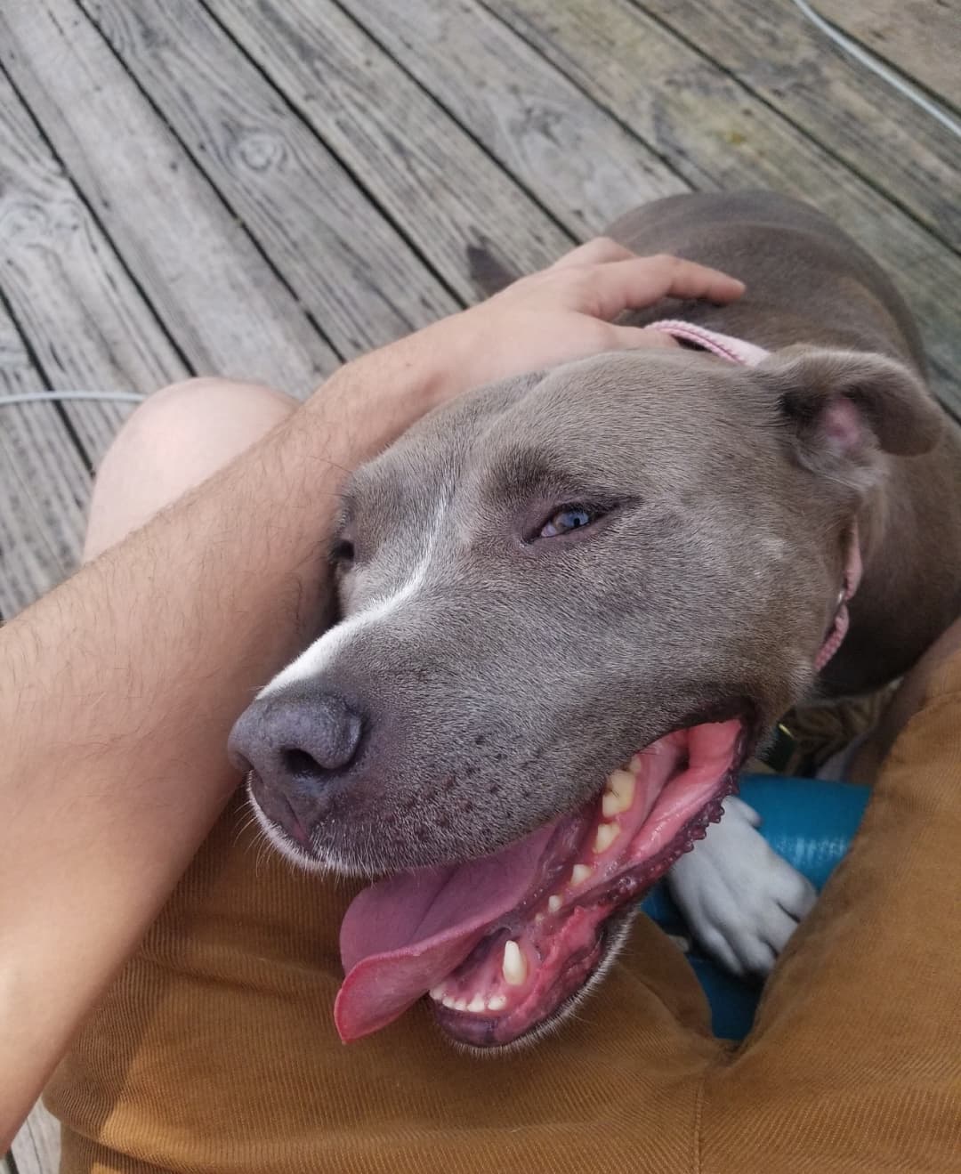 Here we see the ACTUAL moment Louise released she could be in a lap, instead of on the floor 🤣. Louise is a goofy loving blue girl who loves 💘 her people.  She is an active pup who would appreciate a family 👪 that would keep her exercised.  After that exercise though... She's right in your lap!  Apply today!
<a target='_blank' href='https://www.instagram.com/explore/tags/thebusterfoundation/'>#thebusterfoundation</a>
<a target='_blank' href='https://www.instagram.com/explore/tags/pitbull/'>#pitbull</a>
<a target='_blank' href='https://www.instagram.com/explore/tags/pitbullsofinstagram/'>#pitbullsofinstagram</a>
<a target='_blank' href='https://www.instagram.com/explore/tags/pitbulladvocate/'>#pitbulladvocate</a>
<a target='_blank' href='https://www.instagram.com/explore/tags/bullybreed/'>#bullybreed</a>
<a target='_blank' href='https://www.instagram.com/explore/tags/dontbullymybreed/'>#dontbullymybreed</a>
<a target='_blank' href='https://www.instagram.com/explore/tags/rescuedog/'>#rescuedog</a>
<a target='_blank' href='https://www.instagram.com/explore/tags/rescueismyfavoritebreed/'>#rescueismyfavoritebreed</a>
<a target='_blank' href='https://www.instagram.com/explore/tags/detroitrescuedogs/'>#detroitrescuedogs</a>