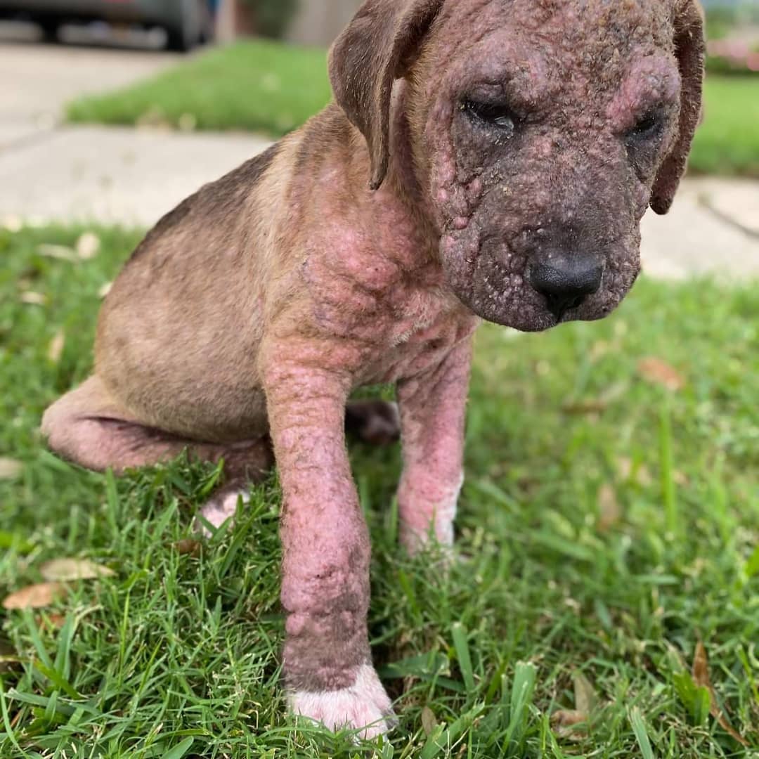 We did a thing!! We not only took in one mangy baby,  we now have two. 

Our local shelter emailed a plea for help for another lil guy. So, we decided Gatlin needed a friend. 

Meet Nash. Nash has mange as well, and to make his life worse...he was thrown out of vehicle. Because,  you know he was not miserable enough. 

Both boys are the sweetest despite the horrible hand they have been dealt. 

Both have seen the vet, gotten medication, antibiotics,  medicated shampoos. They will be given high quality food, probiotics and we will work on boosting their immune systems up to help fight everything. 

These 2 are the worst cases of mange we have ever taken on, they are completely worth it and we cannot wait to see their transformation. 

Donations to these babies can be made via 
PayPal: rangersreach@gmail.com 
Venmo: @rangersreach 

Or, they would love items of their Amazon Wishlist. 

https://smile.amazon.com/hz/charitylist/ls/JC9KLF1VY6QF/ref=smi_ext_lnk_lcl_cl