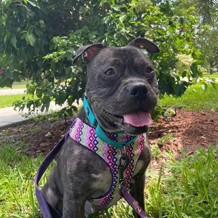 Available for Adoption 
Beautiful Fiona 2 yrs of age 
45lbs
Loves! Walks
Loves CAR RIDES
Great with People & children 
Spayed vaccinated & microchipped 
Loves! Water
Guaranteed to make you smile!
Very Affectionate 
To meet Beautiful Fiona please Email us at 
100plusabandoneddogs@gmail.com 
Located in the Fort Lauderdale FL area <a target='_blank' href='https://www.instagram.com/explore/tags/rescuedogsofinstagram/'>#rescuedogsofinstagram</a> <a target='_blank' href='https://www.instagram.com/explore/tags/picoftheday/'>#picoftheday</a> <a target='_blank' href='https://www.instagram.com/explore/tags/instagood/'>#instagood</a> <a target='_blank' href='https://www.instagram.com/explore/tags/rescuedog/'>#rescuedog</a> <a target='_blank' href='https://www.instagram.com/explore/tags/adoptdontshop/'>#adoptdontshop</a>🐾 <a target='_blank' href='https://www.instagram.com/explore/tags/affectionate/'>#affectionate</a> <a target='_blank' href='https://www.instagram.com/explore/tags/adopt/'>#adopt</a> <a target='_blank' href='https://www.instagram.com/explore/tags/dontbullymybreed/'>#dontbullymybreed</a> <a target='_blank' href='https://www.instagram.com/explore/tags/100plusabandoneddogs/'>#100plusabandoneddogs</a> <a target='_blank' href='https://www.instagram.com/explore/tags/rescuedismyfavoritebreed/'>#rescuedismyfavoritebreed</a> <a target='_blank' href='https://www.instagram.com/explore/tags/rescuereviverehome/'>#rescuereviverehome</a> <a target='_blank' href='https://www.instagram.com/explore/tags/shelterdog/'>#shelterdog</a>