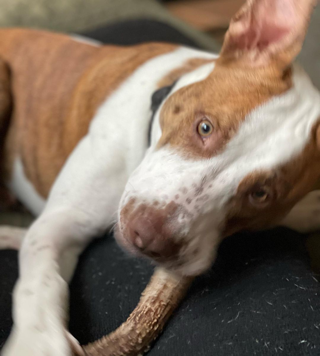 We’ve been a little absent on here recently, well a lot actually - our apologies. Cute dog photos will be commencing moving forward, we just needed a social media break to catch up on some stuff. Sosa over here is still being cute as freaking ever! He is a whopping 72 pounds, just about a year old, great with humans of all ages and is getting better with doggy friends one day at a time. He is an energetic, playful guy full of personality and is incredibly smart! He has a GREAT foster mom who teaches him all kinds of great tricks. You’ll have to meet him so he can show off for you! Send us a message if you’re interested in Sosa & please tag anyone in the comments who could give this good boy a great home! 💛🏡