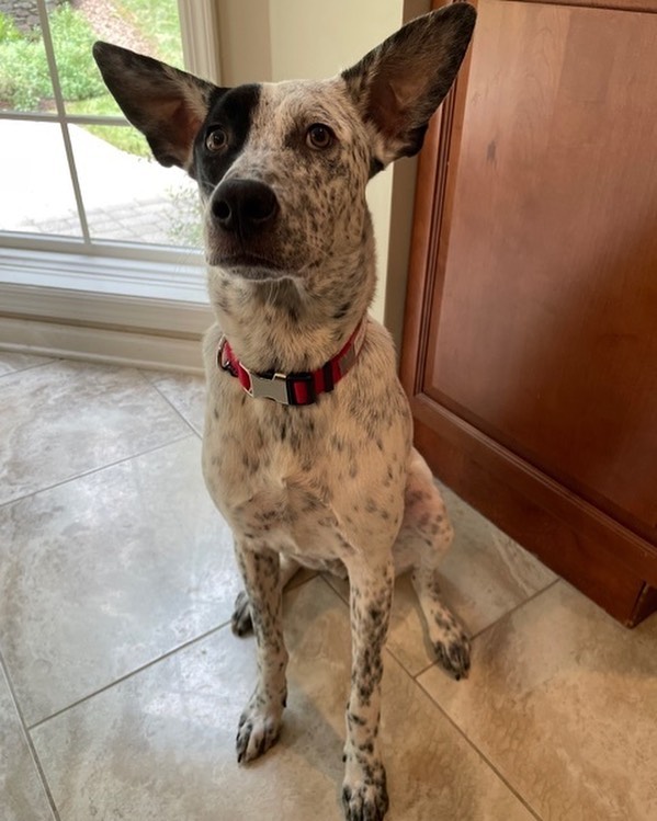 Who wants to adopt Memphis?! Memphis can hear you saying “me”… how could he not with those big ears!
Memphis is about 9-10 months old and weighs about 50 pounds. He is a happy, good natured, sweet guy! Memphis is winning over everyone’s hearts❤️ he’s friendly with everyone he meets incuding other dogs🐶 Memphis loves to run in the yard, go for walks, and chase after toys that you throw for him. He also likes to chill out with his foster family and cuddle. If his foster dad doesn’t pet his head first thing in the morning, Memphis will sit by his feet and babble dog talk until he gets his pet… It is so funny! If you give Memphis a massage or scratch his back, he will be your best new friend!
We know when you meet Memphis, you will fall in love! Email FureverHomeDogRescue@gmail.com to meet him. 
More photos and info at www.FHDR.petfinder.com
<a target='_blank' href='https://www.instagram.com/explore/tags/fureverhomedogrescue/'>#fureverhomedogrescue</a> <a target='_blank' href='https://www.instagram.com/explore/tags/fhdr/'>#fhdr</a> <a target='_blank' href='https://www.instagram.com/explore/tags/rescuepup/'>#rescuepup</a> <a target='_blank' href='https://www.instagram.com/explore/tags/pupforadoption/'>#pupforadoption</a> <a target='_blank' href='https://www.instagram.com/explore/tags/adoptdontshop/'>#adoptdontshop</a> <a target='_blank' href='https://www.instagram.com/explore/tags/fureverhomeneeded/'>#fureverhomeneeded</a>