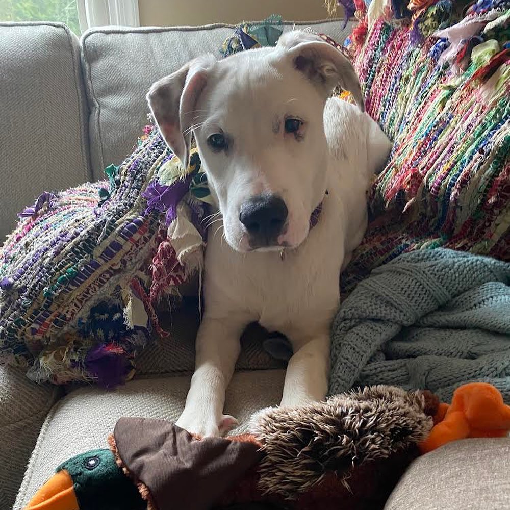 Meet the adoptable pup knox! This adorable guy is 6 months and deaf, but doesn’t stop him at all. He’s house trained and good with cats and dogs. This love bug would thrive with another doggo! His current foster has worked with him on his crate training and he’s making progress, but would do best with someone who is home a good amount of the time 🐶 🐾 ❤️ <a target='_blank' href='https://www.instagram.com/explore/tags/adoptdontshop/'>#adoptdontshop</a> <a target='_blank' href='https://www.instagram.com/explore/tags/lovebug/'>#lovebug</a> <a target='_blank' href='https://www.instagram.com/explore/tags/specialneedsdog/'>#specialneedsdog</a> <a target='_blank' href='https://www.instagram.com/explore/tags/puppylove/'>#puppylove</a>