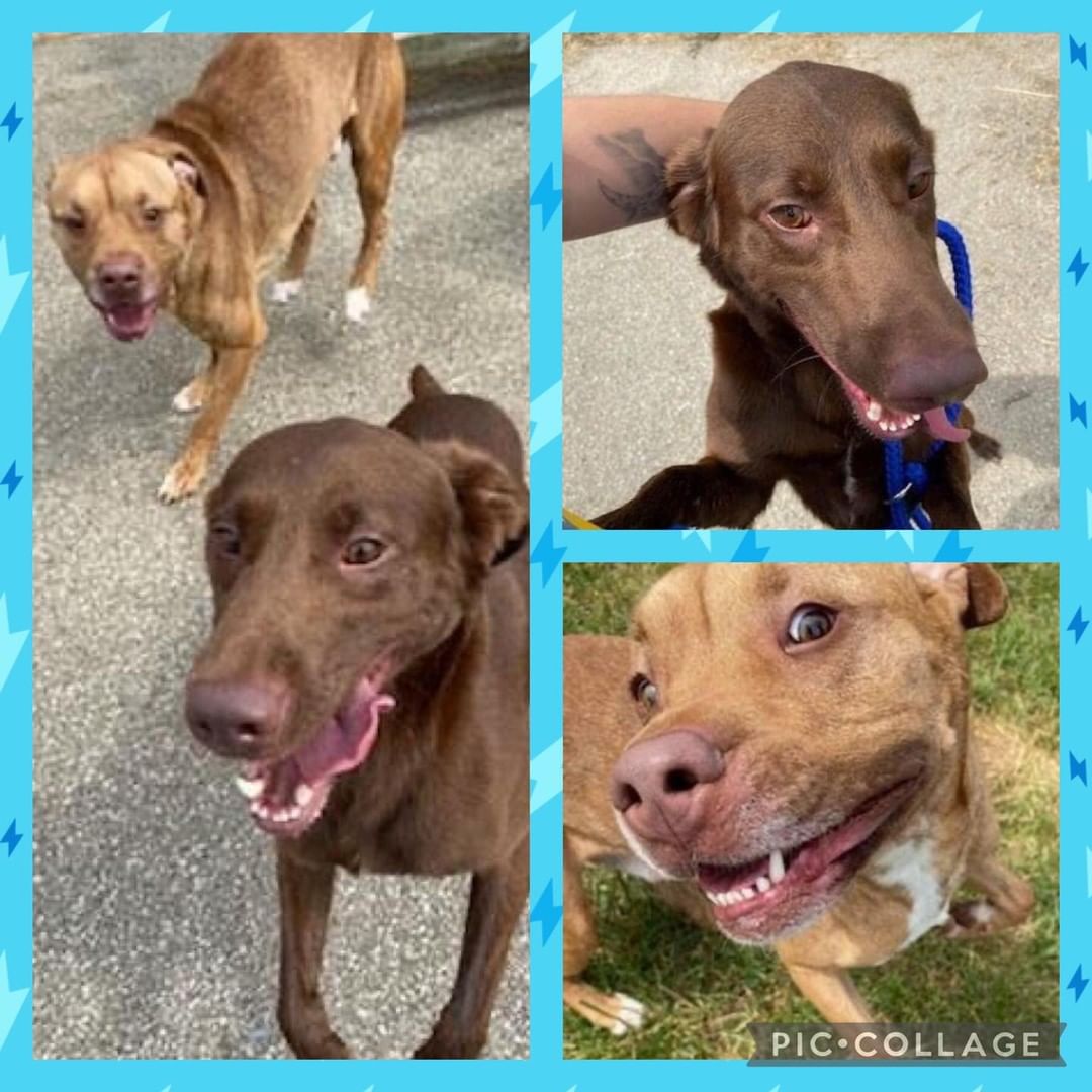 💥💥 UPDATE 09/11:  Lucci’s House Bully Rescue let the shelter know that they will pull Hershey and Deuce if a committed foster or 2 can be found.  The shelter is going to give more time since LHBR wants to help.  I am not sure of a new deadline date.  I will update again if I find out!  PLEASE keep SHARING for FOSTER HOMES!!!💥💥

‼️‼️DEADLINE FRIDAY, 09/10‼️‼️
🆘🆘🆘🆘🆘🆘🆘🆘🆘🆘🆘🆘🆘🆘

💙💜HERSHEY & DEUCE💜💙

If you are interested in fostering either or both dogs, please comment below!  If you are interested in pulling these dogs, they are located at Muncie Animal Care Services in Muncie, IN.

From the shelter…

RESCUE ONLY!!! WILL BE EUTHANIZED FRIDAY SEPTEMBER 10!!! Hershey is a 1 yr old, 36lbs, lab mix.  Deuce is a 2 yr old, 62 lbs, terrier mix. They cannot be on the adoption floor because they killed a small dog.  Both are very good with people. They DO NOT have to go to the same rescue.  Neither is fixed but spay/neuter vouchers will go with them.

From me and not the shelter… 

These dogs have prey drive for smaller animals and should not die for this innate behavior.  They both get along fantastically together and would likely do well with other dogs their size!