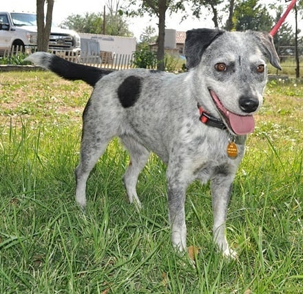 We have some pretty adorable adoptables heading to @petco (next to Target in Frontier Village in Prescott Az)
 UAF will be there from 11-2 today! Head to our website unitedanimalfriends.org and fill out a matchmaking form to get the process started!