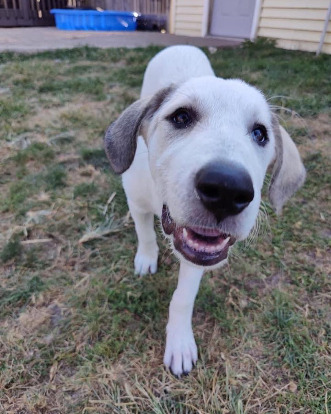 Millie came into rescue with her sister Maggie. The girls were surrendered to us by their owner who had back surgery and could no longer care for them. They had mostly been outside pups so they are learning about lots of new sights and sounds indoors. 

We think Millie is a Great Pyrenees mixed with Hound and maybe some Great Dane. Millie is super sweet and pretty independent. She enjoys being where you are, but isn’t needy and can keep herself occupied. Millie isn’t a cuddler yet, but she really likes being petted. Even though she’s on the shy side, she does well when meeting people and enjoys the attention. Millie is braver than her sister and is the first to explore and check out new things. And she is not shy about her bark! Millie loves to wrestle and play with other pups and would love a canine friend to play with in her Furever home. She is also cat friendly. Millie enjoys being outside especially if you are outside with her. She also likes playing in the wading pool. When Millie's ready to relax or nap, her crate is her safe place and she chooses to lay in it. Millie will sit for treats and is doing well with house training and leash training. 

Millie is 3 1/2 months old. She will come to her adopter up to date on vaccines, microchipped, and up to date on heartworm and flea/tick preventatives. Our puppies are adopted on a spay/neuter contract with adopter promising to spay/neuter at a later date and must show proof at that time. 

Adoption requirements:
You must have a secure and visible fence, pass a home check and a vet check with at least a two year, excellent vet history. Millie can be adopted in Missouri, Illinois, Iowa, Wisconsin, Minnesota, and Indiana. 
Being fostered in Reynolds, IL
www.GPrescue.com
🐾
<a target='_blank' href='https://www.instagram.com/explore/tags/greatPyrenees/'>#greatPyrenees</a> <a target='_blank' href='https://www.instagram.com/explore/tags/greatpyreneesofthehour/'>#greatpyreneesofthehour</a> <a target='_blank' href='https://www.instagram.com/explore/tags/greatpyreneesoftheday/'>#greatpyreneesoftheday</a> <a target='_blank' href='https://www.instagram.com/explore/tags/greatpyreneesfeature/'>#greatpyreneesfeature</a> <a target='_blank' href='https://www.instagram.com/explore/tags/greatpyrfeature/'>#greatpyrfeature</a> <a target='_blank' href='https://www.instagram.com/explore/tags/dogstagram/'>#dogstagram</a> <a target='_blank' href='https://www.instagram.com/explore/tags/dogoftheday/'>#dogoftheday</a> <a target='_blank' href='https://www.instagram.com/explore/tags/dogsofinsta/'>#dogsofinsta</a> <a target='_blank' href='https://www.instagram.com/explore/tags/petsofinstagram/'>#petsofinstagram</a> <a target='_blank' href='https://www.instagram.com/explore/tags/petstagram/'>#petstagram</a> <a target='_blank' href='https://www.instagram.com/explore/tags/polarbeardog/'>#polarbeardog</a> <a target='_blank' href='https://www.instagram.com/explore/tags/giantdogsofinstagram/'>#giantdogsofinstagram</a> <a target='_blank' href='https://www.instagram.com/explore/tags/giantbreedlovers/'>#giantbreedlovers</a> <a target='_blank' href='https://www.instagram.com/explore/tags/adoptdontshop/'>#adoptdontshop</a> <a target='_blank' href='https://www.instagram.com/explore/tags/dogsofmo/'>#dogsofmo</a> <a target='_blank' href='https://www.instagram.com/explore/tags/adopt/'>#adopt</a> <a target='_blank' href='https://www.instagram.com/explore/tags/foster/'>#foster</a> <a target='_blank' href='https://www.instagram.com/explore/tags/greatpyreneesrescueofmissouri/'>#greatpyreneesrescueofmissouri</a> <a target='_blank' href='https://www.instagram.com/explore/tags/greatpyreneesrescueofmo/'>#greatpyreneesrescueofmo</a>