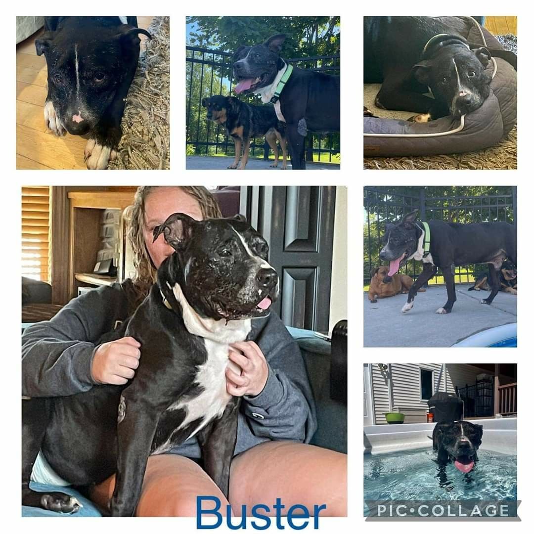 Buster is looking for love and attention in his golden years.  He is a 75 pound Pit Bill mix and would love to spends his days sleeping and get his head scratched.  Buster is deaf and we have only heard him bark once, but he is able to get his needs across by placing his head in your lap.  Buster wears a diaper when indoors because he “leaks” a little (the joys of getting old), but if taken out in regular increments he does his business outdoors.  We have trained him to wait when he come back indoors to get his diaper back on.  Buster loves to eat and loves his treats.  He also loves to go on walks (if it isn’t too hot outside), but he is slow because he wants to smell every inch of the ground.  Buster is very easy going around other dogs and people and even ignores our cranky cat.  Buster is not able navigate stairs, so he sleeps in his favorite bed at night in our living room.  Someone looking to give a forever home to A senior dog who just needs love.

here's his adoption application:

https://app.sparkie.io/application?t=612d45532d34d0002d628a1a&m=DOG_ADOPT