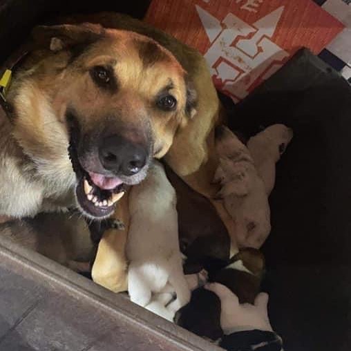 Mama and 10 babies join Midwest! Names to be announced soon! Please donate for their care if you can. Link on our profile. 🐾