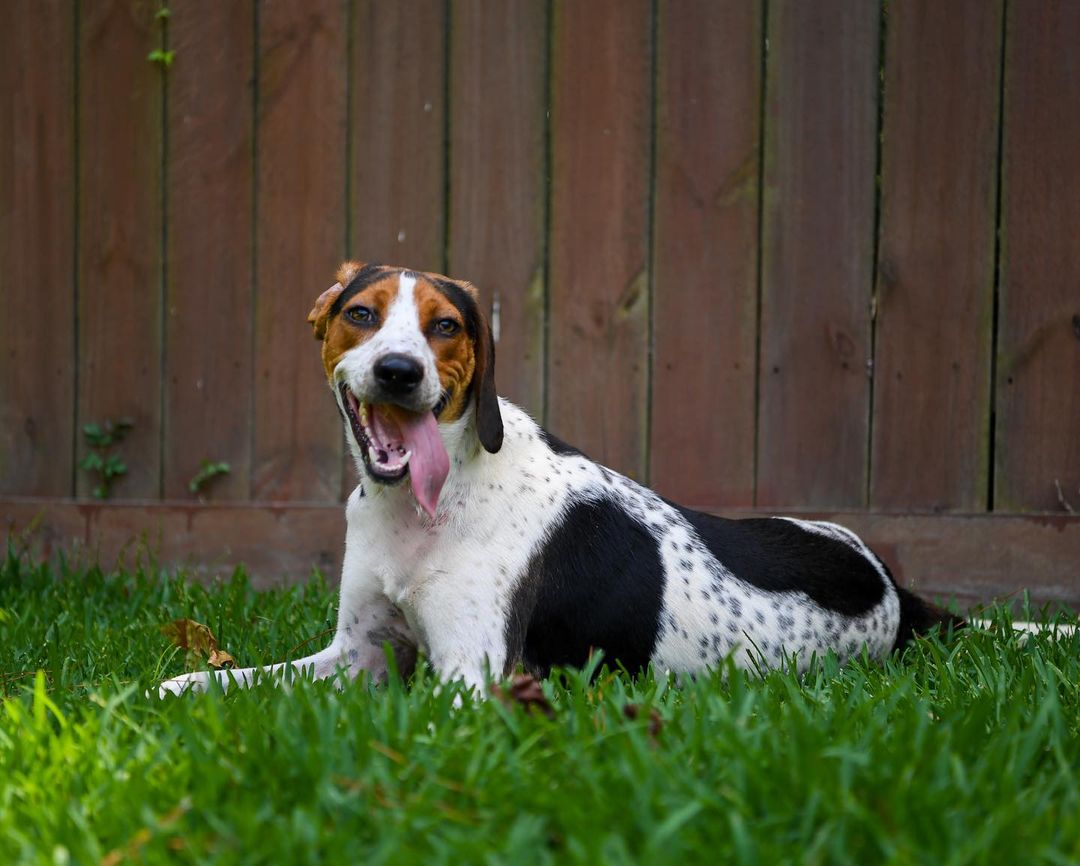 Lucky is looking for his forever home! Lucky is a very sweet and playful young guy who loves his toys. He would love an active family or a sibling to romp around with. He would make the absolute perfect companion! You can fill out an application on our website. 🐾 <a target='_blank' href='https://www.instagram.com/explore/tags/rescuedogsofinstagram/'>#rescuedogsofinstagram</a> <a target='_blank' href='https://www.instagram.com/explore/tags/dogsforadoption/'>#dogsforadoption</a> <a target='_blank' href='https://www.instagram.com/explore/tags/lowcountry/'>#lowcountry</a> <a target='_blank' href='https://www.instagram.com/explore/tags/lowcountryrescue/'>#lowcountryrescue</a> <a target='_blank' href='https://www.instagram.com/explore/tags/adoptdontshop/'>#adoptdontshop</a>