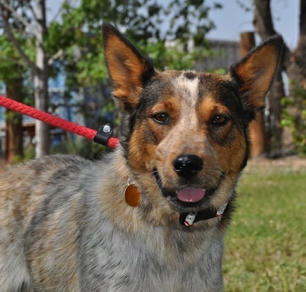 We have some pretty adorable adoptables heading to @petco (next to Target in Frontier Village in Prescott Az)
 UAF will be there from 11-2 today! Head to our website unitedanimalfriends.org and fill out a matchmaking form to get the process started!