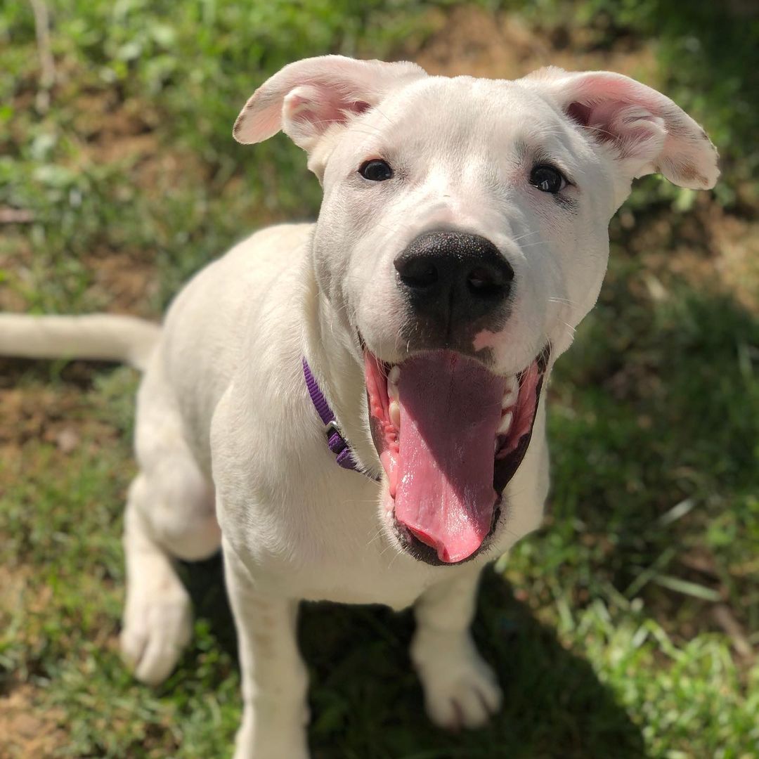 Meet the adoptable pup knox! This adorable guy is 6 months and deaf, but doesn’t stop him at all. He’s house trained and good with cats and dogs. This love bug would thrive with another doggo! His current foster has worked with him on his crate training and he’s making progress, but would do best with someone who is home a good amount of the time 🐶 🐾 ❤️ <a target='_blank' href='https://www.instagram.com/explore/tags/adoptdontshop/'>#adoptdontshop</a> <a target='_blank' href='https://www.instagram.com/explore/tags/lovebug/'>#lovebug</a> <a target='_blank' href='https://www.instagram.com/explore/tags/specialneedsdog/'>#specialneedsdog</a> <a target='_blank' href='https://www.instagram.com/explore/tags/puppylove/'>#puppylove</a>