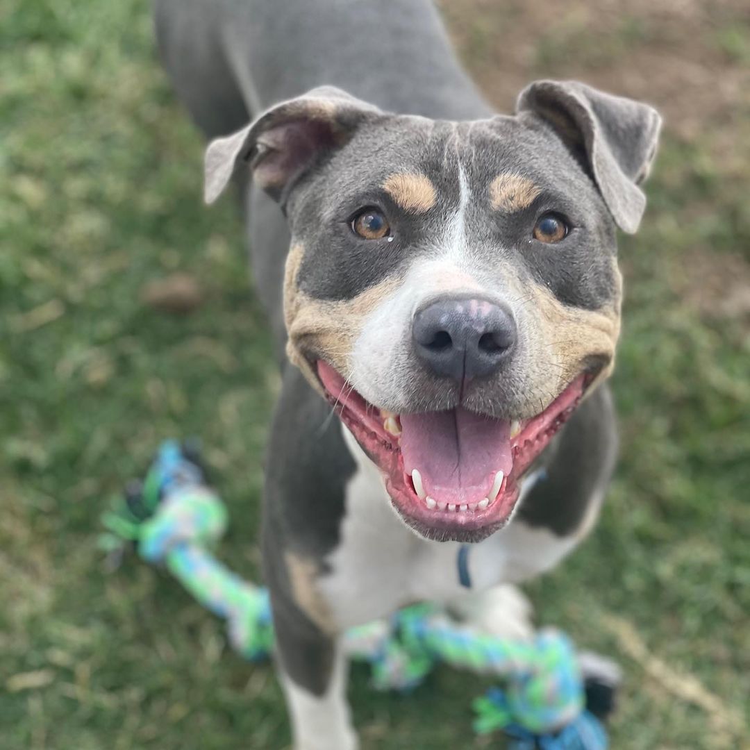 Who can resist this big smile? Christy loves hanging out and playing with people and other pups. It’s impossible not to smile right along with her. Join us during Clear the Shelters to bring the smiles home!