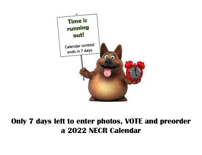 The 2022 NECR Calendar Contest is in its final week! Now is the time to submit a photo or three of your favorite hound. And vote, vote, vote!

Visit the contest website for more information.
http://www.gogophotocontest.com/northeastcoonhoundrescue