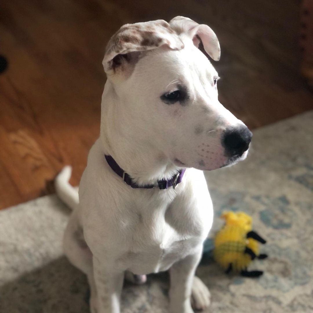 Meet the adoptable pup knox! This adorable guy is 6 months and deaf, but doesn’t stop him at all. He’s house trained and good with cats and dogs. This love bug would thrive with another doggo! His current foster has worked with him on his crate training and he’s making progress, but would do best with someone who is home a good amount of the time 🐶 🐾 ❤️ <a target='_blank' href='https://www.instagram.com/explore/tags/adoptdontshop/'>#adoptdontshop</a> <a target='_blank' href='https://www.instagram.com/explore/tags/lovebug/'>#lovebug</a> <a target='_blank' href='https://www.instagram.com/explore/tags/specialneedsdog/'>#specialneedsdog</a> <a target='_blank' href='https://www.instagram.com/explore/tags/puppylove/'>#puppylove</a>