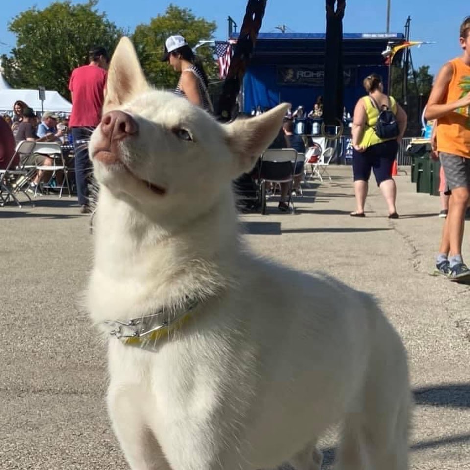 Babette was at Oktoberfest this weekend and met one of our soldiers. She was ready to jump I n the humvee! She’s still looking for her foster or forever home. Please like and share our page. Link in bio for foster or adoption information. <a target='_blank' href='https://www.instagram.com/explore/tags/dogsofinstagram/'>#dogsofinstagram</a> <a target='_blank' href='https://www.instagram.com/explore/tags/adoptdontshop/'>#adoptdontshop</a> <a target='_blank' href='https://www.instagram.com/explore/tags/adoptme/'>#adoptme</a> <a target='_blank' href='https://www.instagram.com/explore/tags/adoptadog/'>#adoptadog</a> <a target='_blank' href='https://www.instagram.com/explore/tags/lookingforahome/'>#lookingforahome</a> <a target='_blank' href='https://www.instagram.com/explore/tags/foreverhome/'>#foreverhome</a> <a target='_blank' href='https://www.instagram.com/explore/tags/rescuedog/'>#rescuedog</a> <a target='_blank' href='https://www.instagram.com/explore/tags/fosterdog/'>#fosterdog</a> <a target='_blank' href='https://www.instagram.com/explore/tags/manypawsglobalrescue/'>#manypawsglobalrescue</a>