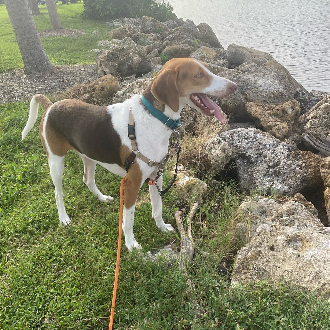 We can’t believe that this handsome boy still hasn’t found his forever home! He has so much love and potential—is there anyone out there looking for Harvey?! 

*
*
*
<a target='_blank' href='https://www.instagram.com/explore/tags/americanfoxhounds/'>#americanfoxhounds</a> <a target='_blank' href='https://www.instagram.com/explore/tags/americanfoxhoundsofinstagram/'>#americanfoxhoundsofinstagram</a> <a target='_blank' href='https://www.instagram.com/explore/tags/foxhounds/'>#foxhounds</a> <a target='_blank' href='https://www.instagram.com/explore/tags/foxhoundsofinstagram/'>#foxhoundsofinstagram</a> <a target='_blank' href='https://www.instagram.com/explore/tags/hounds/'>#hounds</a> <a target='_blank' href='https://www.instagram.com/explore/tags/houndsofinstagram/'>#houndsofinstagram</a> <a target='_blank' href='https://www.instagram.com/explore/tags/houndsofflorida/'>#houndsofflorida</a> <a target='_blank' href='https://www.instagram.com/explore/tags/adoptdontshop/'>#adoptdontshop</a> <a target='_blank' href='https://www.instagram.com/explore/tags/adoptme/'>#adoptme</a> <a target='_blank' href='https://www.instagram.com/explore/tags/adoptables/'>#adoptables</a> <a target='_blank' href='https://www.instagram.com/explore/tags/ewenityfarmrescue/'>#ewenityfarmrescue</a> <a target='_blank' href='https://www.instagram.com/explore/tags/rescuedog/'>#rescuedog</a> <a target='_blank' href='https://www.instagram.com/explore/tags/rescuedogsofinstagram/'>#rescuedogsofinstagram</a> <a target='_blank' href='https://www.instagram.com/explore/tags/fosterdog/'>#fosterdog</a> <a target='_blank' href='https://www.instagram.com/explore/tags/fosterdogsofinstagram/'>#fosterdogsofinstagram</a> <a target='_blank' href='https://www.instagram.com/explore/tags/goodboy/'>#goodboy</a>