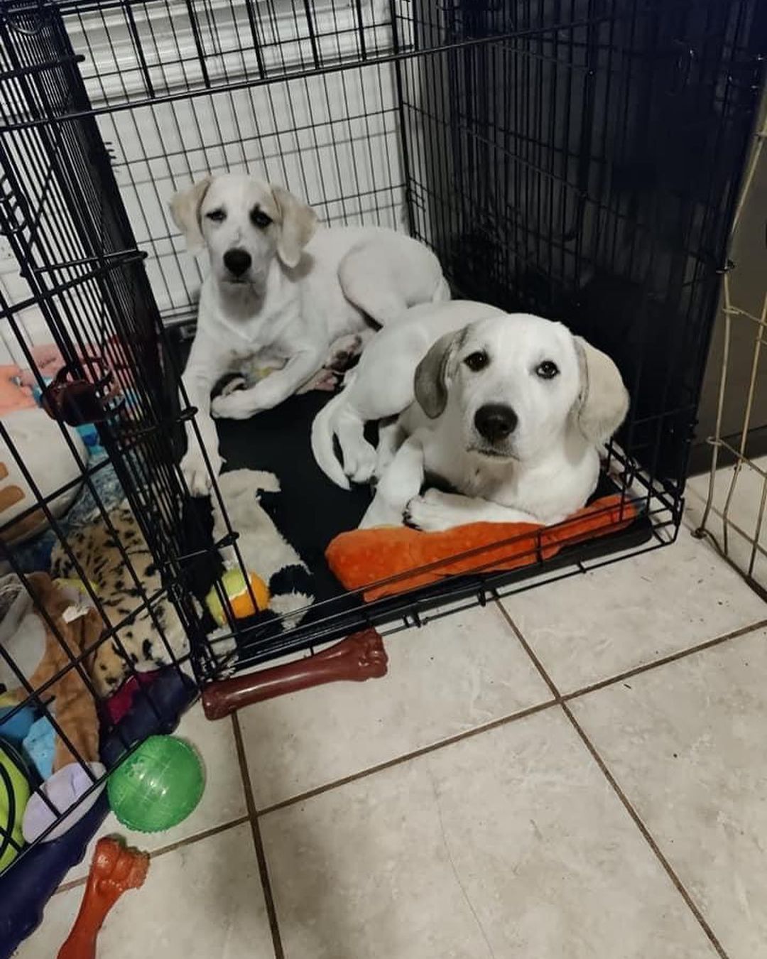 Millie came into rescue with her sister Maggie. The girls were surrendered to us by their owner who had back surgery and could no longer care for them. They had mostly been outside pups so they are learning about lots of new sights and sounds indoors. 

We think Millie is a Great Pyrenees mixed with Hound and maybe some Great Dane. Millie is super sweet and pretty independent. She enjoys being where you are, but isn’t needy and can keep herself occupied. Millie isn’t a cuddler yet, but she really likes being petted. Even though she’s on the shy side, she does well when meeting people and enjoys the attention. Millie is braver than her sister and is the first to explore and check out new things. And she is not shy about her bark! Millie loves to wrestle and play with other pups and would love a canine friend to play with in her Furever home. She is also cat friendly. Millie enjoys being outside especially if you are outside with her. She also likes playing in the wading pool. When Millie's ready to relax or nap, her crate is her safe place and she chooses to lay in it. Millie will sit for treats and is doing well with house training and leash training. 

Millie is 3 1/2 months old. She will come to her adopter up to date on vaccines, microchipped, and up to date on heartworm and flea/tick preventatives. Our puppies are adopted on a spay/neuter contract with adopter promising to spay/neuter at a later date and must show proof at that time. 

Adoption requirements:
You must have a secure and visible fence, pass a home check and a vet check with at least a two year, excellent vet history. Millie can be adopted in Missouri, Illinois, Iowa, Wisconsin, Minnesota, and Indiana. 
Being fostered in Reynolds, IL
www.GPrescue.com
🐾
<a target='_blank' href='https://www.instagram.com/explore/tags/greatPyrenees/'>#greatPyrenees</a> <a target='_blank' href='https://www.instagram.com/explore/tags/greatpyreneesofthehour/'>#greatpyreneesofthehour</a> <a target='_blank' href='https://www.instagram.com/explore/tags/greatpyreneesoftheday/'>#greatpyreneesoftheday</a> <a target='_blank' href='https://www.instagram.com/explore/tags/greatpyreneesfeature/'>#greatpyreneesfeature</a> <a target='_blank' href='https://www.instagram.com/explore/tags/greatpyrfeature/'>#greatpyrfeature</a> <a target='_blank' href='https://www.instagram.com/explore/tags/dogstagram/'>#dogstagram</a> <a target='_blank' href='https://www.instagram.com/explore/tags/dogoftheday/'>#dogoftheday</a> <a target='_blank' href='https://www.instagram.com/explore/tags/dogsofinsta/'>#dogsofinsta</a> <a target='_blank' href='https://www.instagram.com/explore/tags/petsofinstagram/'>#petsofinstagram</a> <a target='_blank' href='https://www.instagram.com/explore/tags/petstagram/'>#petstagram</a> <a target='_blank' href='https://www.instagram.com/explore/tags/polarbeardog/'>#polarbeardog</a> <a target='_blank' href='https://www.instagram.com/explore/tags/giantdogsofinstagram/'>#giantdogsofinstagram</a> <a target='_blank' href='https://www.instagram.com/explore/tags/giantbreedlovers/'>#giantbreedlovers</a> <a target='_blank' href='https://www.instagram.com/explore/tags/adoptdontshop/'>#adoptdontshop</a> <a target='_blank' href='https://www.instagram.com/explore/tags/dogsofmo/'>#dogsofmo</a> <a target='_blank' href='https://www.instagram.com/explore/tags/adopt/'>#adopt</a> <a target='_blank' href='https://www.instagram.com/explore/tags/foster/'>#foster</a> <a target='_blank' href='https://www.instagram.com/explore/tags/greatpyreneesrescueofmissouri/'>#greatpyreneesrescueofmissouri</a> <a target='_blank' href='https://www.instagram.com/explore/tags/greatpyreneesrescueofmo/'>#greatpyreneesrescueofmo</a>