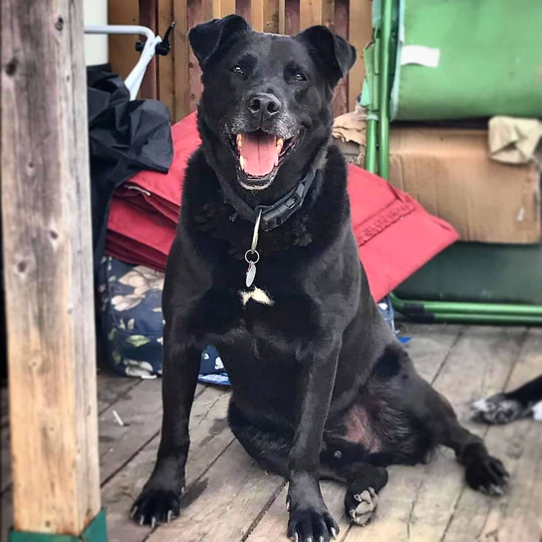 Handsome gent Tom is available for adoption!

Male | Black Lab mix | 8 yrs old | 100 lbs

Tom is a very well-mannered and happy dog. He loves affection, a good scratch, and especially his treats. He also would love to snuggle up on the couch with you if there's room! 

Tom always has a smile on his face! He enjoys short walks, is house-trained, and does not require a crate.

Tom came into our care after the death of his owner who loved him so much. He already knows several commands and how to be a heckin' good boy! 

Tom has lived with other dogs but can resource guard his food (and his toys around people). If you're looking for a lovely and mature canine companion, please consider making Tom your new best friend!

<a target='_blank' href='https://www.instagram.com/explore/tags/Tom/'>#Tom</a> <a target='_blank' href='https://www.instagram.com/explore/tags/adoptabledog/'>#adoptabledog</a> <a target='_blank' href='https://www.instagram.com/explore/tags/adoptme/'>#adoptme</a> <a target='_blank' href='https://www.instagram.com/explore/tags/lab/'>#lab</a> <a target='_blank' href='https://www.instagram.com/explore/tags/labmix/'>#labmix</a> <a target='_blank' href='https://www.instagram.com/explore/tags/bigboy/'>#bigboy</a> <a target='_blank' href='https://www.instagram.com/explore/tags/gooddog/'>#gooddog</a> <a target='_blank' href='https://www.instagram.com/explore/tags/adoptdontshop/'>#adoptdontshop</a> <a target='_blank' href='https://www.instagram.com/explore/tags/blackdogsofinstagram/'>#blackdogsofinstagram</a> <a target='_blank' href='https://www.instagram.com/explore/tags/sugarface/'>#sugarface</a> <a target='_blank' href='https://www.instagram.com/explore/tags/handsome/'>#handsome</a> <a target='_blank' href='https://www.instagram.com/explore/tags/distinguished/'>#distinguished</a> <a target='_blank' href='https://www.instagram.com/explore/tags/gent/'>#gent</a> <a target='_blank' href='https://www.instagram.com/explore/tags/fosterdog/'>#fosterdog</a> <a target='_blank' href='https://www.instagram.com/explore/tags/dogsofniagara/'>#dogsofniagara</a> <a target='_blank' href='https://www.instagram.com/explore/tags/petsaliveniagara/'>#petsaliveniagara</a>