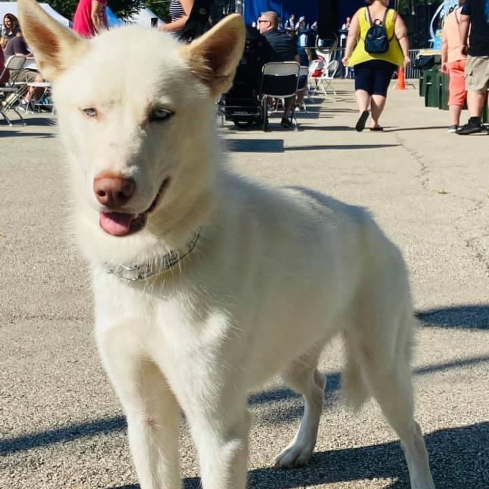 Babette was at Oktoberfest this weekend and met one of our soldiers. She was ready to jump I n the humvee! She’s still looking for her foster or forever home. Please like and share our page. Link in bio for foster or adoption information. <a target='_blank' href='https://www.instagram.com/explore/tags/dogsofinstagram/'>#dogsofinstagram</a> <a target='_blank' href='https://www.instagram.com/explore/tags/adoptdontshop/'>#adoptdontshop</a> <a target='_blank' href='https://www.instagram.com/explore/tags/adoptme/'>#adoptme</a> <a target='_blank' href='https://www.instagram.com/explore/tags/adoptadog/'>#adoptadog</a> <a target='_blank' href='https://www.instagram.com/explore/tags/lookingforahome/'>#lookingforahome</a> <a target='_blank' href='https://www.instagram.com/explore/tags/foreverhome/'>#foreverhome</a> <a target='_blank' href='https://www.instagram.com/explore/tags/rescuedog/'>#rescuedog</a> <a target='_blank' href='https://www.instagram.com/explore/tags/fosterdog/'>#fosterdog</a> <a target='_blank' href='https://www.instagram.com/explore/tags/manypawsglobalrescue/'>#manypawsglobalrescue</a>