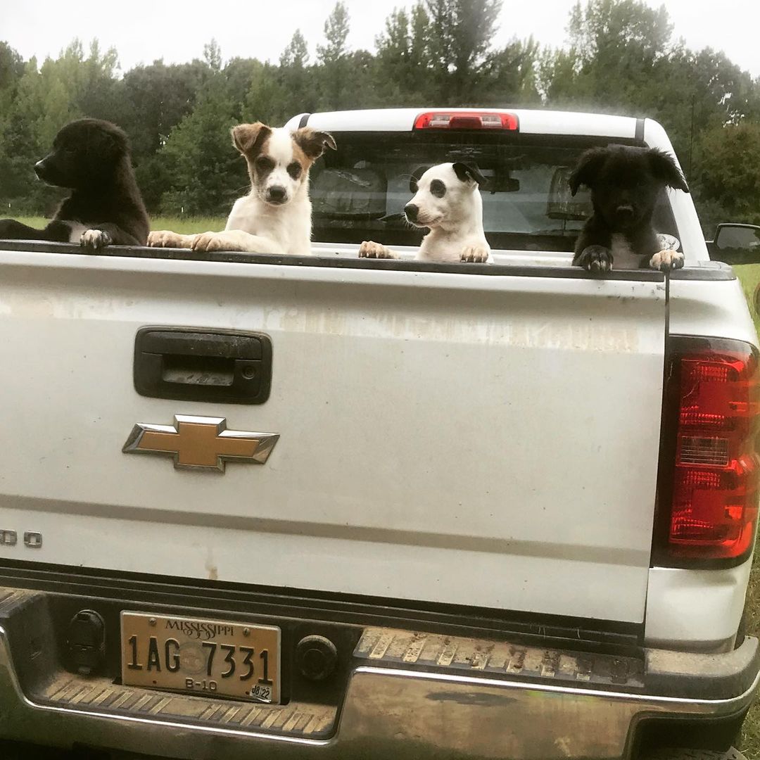 4 pups about to go to new homes.  <a target='_blank' href='https://www.instagram.com/explore/tags/adoptdontshop/'>#adoptdontshop</a> <a target='_blank' href='https://www.instagram.com/explore/tags/marshallcountyhumanesociety/'>#marshallcountyhumanesociety</a>