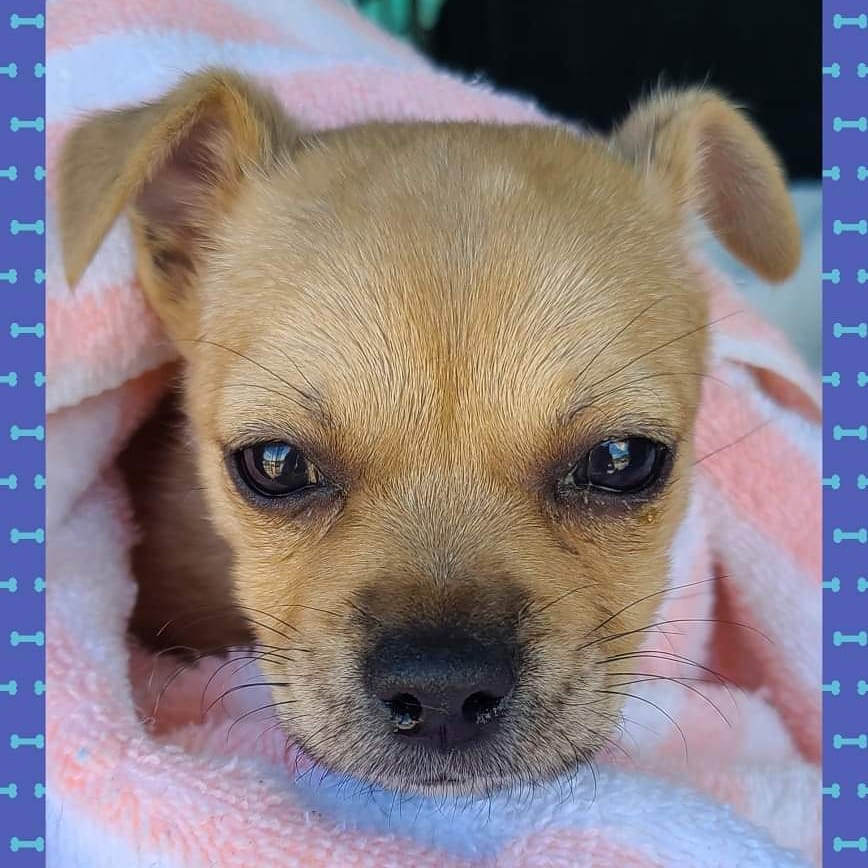 This little fella just came into AMMF and is a very sick little puppy. He is nine weeks old. He was surrendered to the shelter when the owner asked for help due to the fact that they were unable to care or continue any care that he may need. He was diagnosed with a grade 4 heart murmur and is currently on heart meds. He is also having seizures. X-rays have been done and antibiotics are being started. He is currently being monitored for his seizure activity. The shelter did a fantastic job at securing an over night foster before moving him to us thus keeping him out of the shelter. Please keep this sweet baby in your thoughts and prayers!!
<a target='_blank' href='https://www.instagram.com/explore/tags/allmuttsmatter/'>#allmuttsmatter</a>  <a target='_blank' href='https://www.instagram.com/explore/tags/sickpuppy/'>#sickpuppy</a>  <a target='_blank' href='https://www.instagram.com/explore/tags/chihuahuapuppy/'>#chihuahuapuppy</a>  <a target='_blank' href='https://www.instagram.com/explore/tags/puppiesofinstagram/'>#puppiesofinstagram</a>  <a target='_blank' href='https://www.instagram.com/explore/tags/puppyprayers/'>#puppyprayers</a>