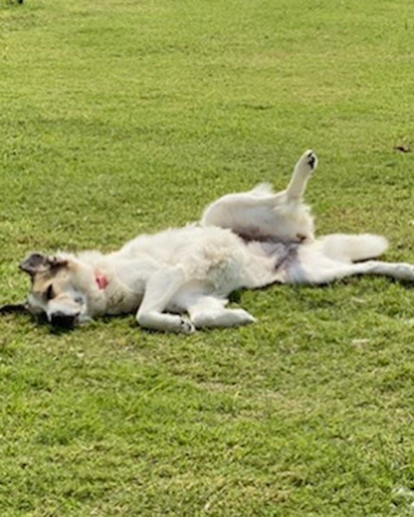 Amino FKA Ami is still patiently waiting for her forever home.

Her interests include- belly rubs, cuddle puddles with her human, and persistent Pyr paws! She’s just indifferent to other dogs and prefers to be left to her own devices with her foster human. 

She would do best as an only child or with another passive uninterested doggo sibling.

She’s a Pyr/ Anatolian mix and could be the perfect Pyr for you!

If youre an approved adopter please reach out to your Area Coordinator for a meet and great! If you haven’t filled out an app yet please hit the link in our bio!