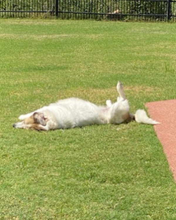 Amino FKA Ami is still patiently waiting for her forever home.

Her interests include- belly rubs, cuddle puddles with her human, and persistent Pyr paws! She’s just indifferent to other dogs and prefers to be left to her own devices with her foster human. 

She would do best as an only child or with another passive uninterested doggo sibling.

She’s a Pyr/ Anatolian mix and could be the perfect Pyr for you!

If youre an approved adopter please reach out to your Area Coordinator for a meet and great! If you haven’t filled out an app yet please hit the link in our bio!