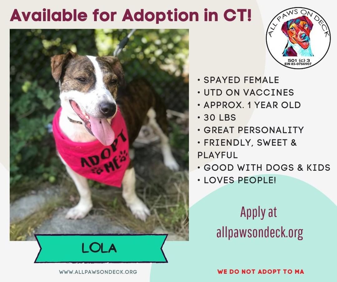 <a target='_blank' href='https://www.instagram.com/explore/tags/adoptlola/'>#adoptlola</a> <a target='_blank' href='https://www.instagram.com/explore/tags/recuedogsarethebest/'>#recuedogsarethebest</a>