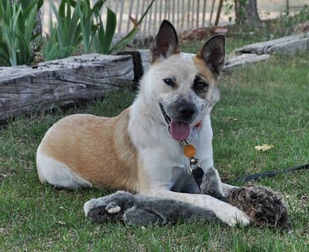 We have some pretty adorable adoptables heading to @petco (next to Target in Frontier Village in Prescott Az)
 UAF will be there from 11-2 today! Head to our website unitedanimalfriends.org and fill out a matchmaking form to get the process started!