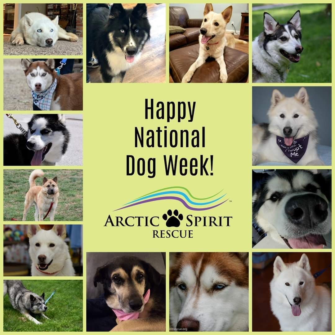 Celebrate your pups this week! <a target='_blank' href='https://www.instagram.com/explore/tags/nationaldogweek/'>#nationaldogweek</a> <a target='_blank' href='https://www.instagram.com/explore/tags/arcticspiritrescue/'>#arcticspiritrescue</a> <a target='_blank' href='https://www.instagram.com/explore/tags/adoptdontshop/'>#adoptdontshop</a> <a target='_blank' href='https://www.instagram.com/explore/tags/rescuedogs/'>#rescuedogs</a> <a target='_blank' href='https://www.instagram.com/explore/tags/rescuedogsofinstagram/'>#rescuedogsofinstagram</a> <a target='_blank' href='https://www.instagram.com/explore/tags/dogsofinstagram/'>#dogsofinstagram</a> <a target='_blank' href='https://www.instagram.com/explore/tags/dogs/'>#dogs</a> <a target='_blank' href='https://www.instagram.com/explore/tags/siberianhusky/'>#siberianhusky</a> <a target='_blank' href='https://www.instagram.com/explore/tags/siberianhuskiesofinstagram/'>#siberianhuskiesofinstagram</a> <a target='_blank' href='https://www.instagram.com/explore/tags/husky/'>#husky</a> <a target='_blank' href='https://www.instagram.com/explore/tags/huskiesofinstagram/'>#huskiesofinstagram</a> <a target='_blank' href='https://www.instagram.com/explore/tags/malamute/'>#malamute</a> <a target='_blank' href='https://www.instagram.com/explore/tags/malamutesofinstagram/'>#malamutesofinstagram</a> <a target='_blank' href='https://www.instagram.com/explore/tags/alaskanmalamute/'>#alaskanmalamute</a> <a target='_blank' href='https://www.instagram.com/explore/tags/alaskanmalamutesofinstagram/'>#alaskanmalamutesofinstagram</a> <a target='_blank' href='https://www.instagram.com/explore/tags/huskymix/'>#huskymix</a> <a target='_blank' href='https://www.instagram.com/explore/tags/muttsofinstagram/'>#muttsofinstagram</a> <a target='_blank' href='https://www.instagram.com/explore/tags/mutts/'>#mutts</a> <a target='_blank' href='https://www.instagram.com/explore/tags/seniordogs/'>#seniordogs</a> <a target='_blank' href='https://www.instagram.com/explore/tags/seniordogsofinstagram/'>#seniordogsofinstagram</a> <a target='_blank' href='https://www.instagram.com/explore/tags/rescue/'>#rescue</a> <a target='_blank' href='https://www.instagram.com/explore/tags/adopt/'>#adopt</a> <a target='_blank' href='https://www.instagram.com/explore/tags/foster/'>#foster</a> <a target='_blank' href='https://www.instagram.com/explore/tags/fosteringsaveslives/'>#fosteringsaveslives</a> <a target='_blank' href='https://www.instagram.com/explore/tags/fosterdogs/'>#fosterdogs</a> <a target='_blank' href='https://www.instagram.com/explore/tags/fosterdogsofinstagram/'>#fosterdogsofinstagram</a>