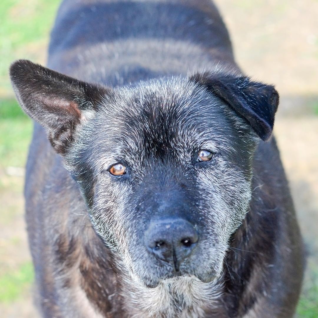 My trip to the rainbow bridge is rapidly approaching.  I had a beautiful solid black coat when I came here and now I’m nearly all white.  I’ve been at TBC since January 2009, and since I’m nearly 15 years old, that means I’ve lived here almost my entire life – 13 years...that is 4,650 days.  I know I’m loved, but I want more than anything to know the unconditional love of a real family and to love them back unconditionally 

I don’t need much because I pretty much sleep all day now.  I dream of a big new soft dog bed, good food and fresh water.  I want to be able to walk outside and lay in the shade of a big tree and feel fresh grass under my feet.  I also want somebody to tell me how special I am, hold my paw, and whisper that things will be OK when my time comes.

I will love you more than anything during my last few weeks or months.  Please please please call TBC and take me home. 

Please pass this along and continue to LIKE, SHARE, and TAG my post so I can go home before I cross the bridge.

If you would like to adopt me, please complete the pre-qualification application at this link: https://bit.ly/2CCVFPV

Please visit https://www.tbcanimalrescue.com/how-to-help to learn about the many ways to help Texas Best Choices Animal Rescue.

<a target='_blank' href='https://www.instagram.com/explore/tags/AdoptDontShop/'>#AdoptDontShop</a> <a target='_blank' href='https://www.instagram.com/explore/tags/TBCAnimalRescue/'>#TBCAnimalRescue</a> <a target='_blank' href='https://www.instagram.com/explore/tags/RescueDogs/'>#RescueDogs</a>