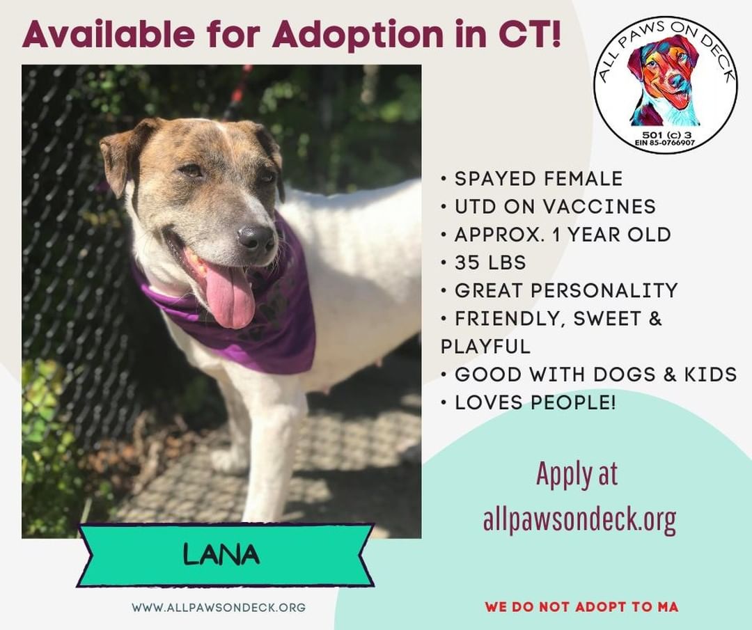 Located in Griswold, CT <a target='_blank' href='https://www.instagram.com/explore/tags/adoptlana/'>#adoptlana</a> <a target='_blank' href='https://www.instagram.com/explore/tags/allpawsondeck/'>#allpawsondeck</a> <a target='_blank' href='https://www.instagram.com/explore/tags/rescuedogs/'>#rescuedogs</a>