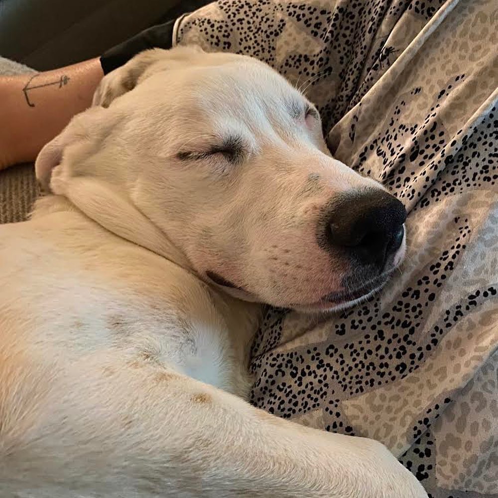 Meet the adoptable pup knox! This adorable guy is 6 months and deaf, but doesn’t stop him at all. He’s house trained and good with cats and dogs. This love bug would thrive with another doggo! His current foster has worked with him on his crate training and he’s making progress, but would do best with someone who is home a good amount of the time 🐶 🐾 ❤️ <a target='_blank' href='https://www.instagram.com/explore/tags/adoptdontshop/'>#adoptdontshop</a> <a target='_blank' href='https://www.instagram.com/explore/tags/lovebug/'>#lovebug</a> <a target='_blank' href='https://www.instagram.com/explore/tags/specialneedsdog/'>#specialneedsdog</a> <a target='_blank' href='https://www.instagram.com/explore/tags/puppylove/'>#puppylove</a>