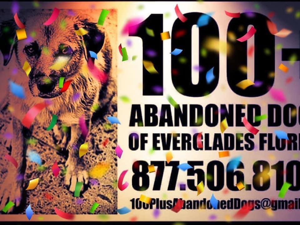 A Decade! Today Marks 10 YEars!!!!
Over 4,300 Lives we have saved Together!
4,300 + Dogs, Hundreds of Cats, 4 Pigs & several Horses. September 21st the day we started our Amazing Mission. We would like to take a moment to say THANK YOU!! to All our volunteers & supporters. Without YOU! NONE of this would be possible. Together as a village we are Making such a Huge difference & impact saving so many helpless voiceless souls Together! 
Please help us continue our Amazing ongoing mission. Thank you for your love and ongoing support ❤
100plusabandoneddogs.org 
100plusabandoneddogs@gmail.com <a target='_blank' href='https://www.instagram.com/explore/tags/anniversary/'>#anniversary</a> <a target='_blank' href='https://www.instagram.com/explore/tags/10yearanniversary/'>#10yearanniversary</a> <a target='_blank' href='https://www.instagram.com/explore/tags/thisiswhatwelivefor/'>#thisiswhatwelivefor</a> <a target='_blank' href='https://www.instagram.com/explore/tags/allaboutthedogs/'>#allaboutthedogs</a> <a target='_blank' href='https://www.instagram.com/explore/tags/congratulations/'>#congratulations</a> <a target='_blank' href='https://www.instagram.com/explore/tags/thankyou/'>#thankyou</a> <a target='_blank' href='https://www.instagram.com/explore/tags/rescuedismyfavoritebreed/'>#rescuedismyfavoritebreed</a> <a target='_blank' href='https://www.instagram.com/explore/tags/dogs/'>#dogs</a> <a target='_blank' href='https://www.instagram.com/explore/tags/catsofinstagram/'>#catsofinstagram</a> <a target='_blank' href='https://www.instagram.com/explore/tags/rescuereviverehome/'>#rescuereviverehome</a> <a target='_blank' href='https://www.instagram.com/explore/tags/100plusabandoneddogs/'>#100plusabandoneddogs</a>