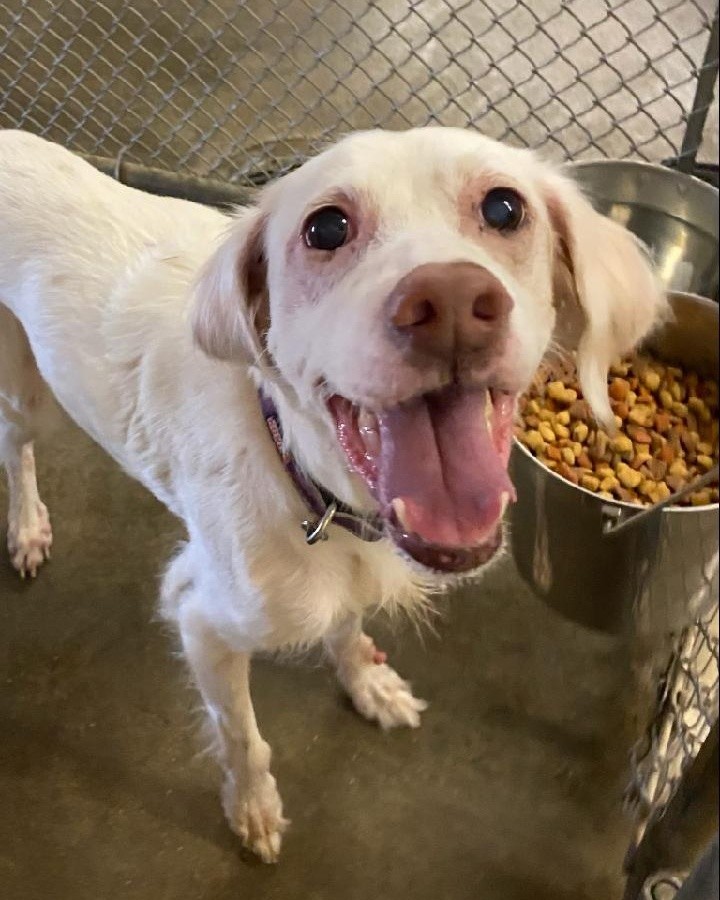 Found on Willard St and Johnston Stin Galesburg 🐕 Has a microchip but it is registered under someone from Missouri.

If this is your pup please call Erin at 309-368-0669 to claim ☎️