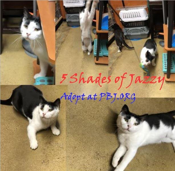 Jazzy (F, 2 yr) is waiting for the right family to give all her love. She's an amazing cat that's good with other cats and gentle kids. Jazzy has 5 shades... gentle, playful, discerning, loving, and cuddly.
Adopt her at pbj.org or share this post.
