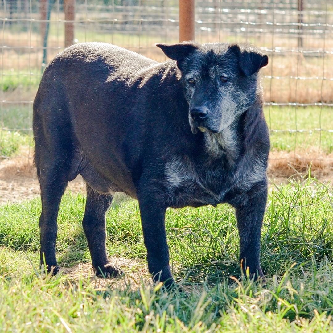 My trip to the rainbow bridge is rapidly approaching.  I had a beautiful solid black coat when I came here and now I’m nearly all white.  I’ve been at TBC since January 2009, and since I’m nearly 15 years old, that means I’ve lived here almost my entire life – 13 years...that is 4,650 days.  I know I’m loved, but I want more than anything to know the unconditional love of a real family and to love them back unconditionally 

I don’t need much because I pretty much sleep all day now.  I dream of a big new soft dog bed, good food and fresh water.  I want to be able to walk outside and lay in the shade of a big tree and feel fresh grass under my feet.  I also want somebody to tell me how special I am, hold my paw, and whisper that things will be OK when my time comes.

I will love you more than anything during my last few weeks or months.  Please please please call TBC and take me home. 

Please pass this along and continue to LIKE, SHARE, and TAG my post so I can go home before I cross the bridge.

If you would like to adopt me, please complete the pre-qualification application at this link: https://bit.ly/2CCVFPV

Please visit https://www.tbcanimalrescue.com/how-to-help to learn about the many ways to help Texas Best Choices Animal Rescue.

<a target='_blank' href='https://www.instagram.com/explore/tags/AdoptDontShop/'>#AdoptDontShop</a> <a target='_blank' href='https://www.instagram.com/explore/tags/TBCAnimalRescue/'>#TBCAnimalRescue</a> <a target='_blank' href='https://www.instagram.com/explore/tags/RescueDogs/'>#RescueDogs</a>