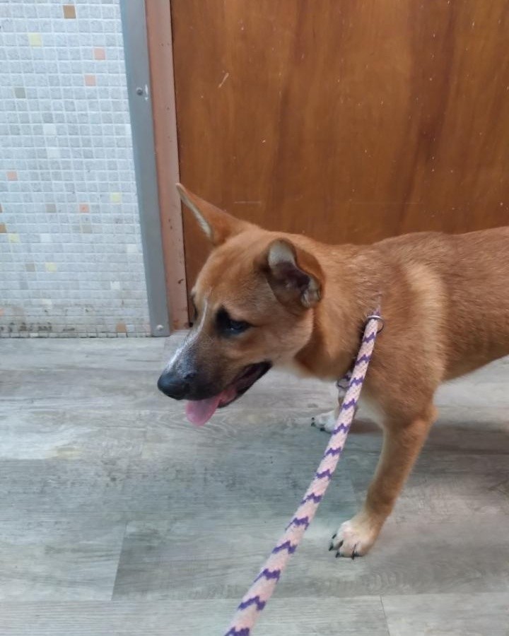 This cutie was going to get some Ice Cream 🍦 at Kastle Kreme,  Bandy and W. Main St in Galesburg. 🐕

If this is your pup please call Erin at 309-368-0669 to claim ☎️