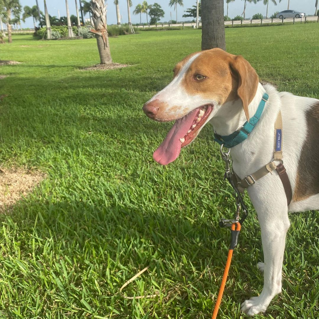 We can’t believe that this handsome boy still hasn’t found his forever home! He has so much love and potential—is there anyone out there looking for Harvey?! 

*
*
*
<a target='_blank' href='https://www.instagram.com/explore/tags/americanfoxhounds/'>#americanfoxhounds</a> <a target='_blank' href='https://www.instagram.com/explore/tags/americanfoxhoundsofinstagram/'>#americanfoxhoundsofinstagram</a> <a target='_blank' href='https://www.instagram.com/explore/tags/foxhounds/'>#foxhounds</a> <a target='_blank' href='https://www.instagram.com/explore/tags/foxhoundsofinstagram/'>#foxhoundsofinstagram</a> <a target='_blank' href='https://www.instagram.com/explore/tags/hounds/'>#hounds</a> <a target='_blank' href='https://www.instagram.com/explore/tags/houndsofinstagram/'>#houndsofinstagram</a> <a target='_blank' href='https://www.instagram.com/explore/tags/houndsofflorida/'>#houndsofflorida</a> <a target='_blank' href='https://www.instagram.com/explore/tags/adoptdontshop/'>#adoptdontshop</a> <a target='_blank' href='https://www.instagram.com/explore/tags/adoptme/'>#adoptme</a> <a target='_blank' href='https://www.instagram.com/explore/tags/adoptables/'>#adoptables</a> <a target='_blank' href='https://www.instagram.com/explore/tags/ewenityfarmrescue/'>#ewenityfarmrescue</a> <a target='_blank' href='https://www.instagram.com/explore/tags/rescuedog/'>#rescuedog</a> <a target='_blank' href='https://www.instagram.com/explore/tags/rescuedogsofinstagram/'>#rescuedogsofinstagram</a> <a target='_blank' href='https://www.instagram.com/explore/tags/fosterdog/'>#fosterdog</a> <a target='_blank' href='https://www.instagram.com/explore/tags/fosterdogsofinstagram/'>#fosterdogsofinstagram</a> <a target='_blank' href='https://www.instagram.com/explore/tags/goodboy/'>#goodboy</a>