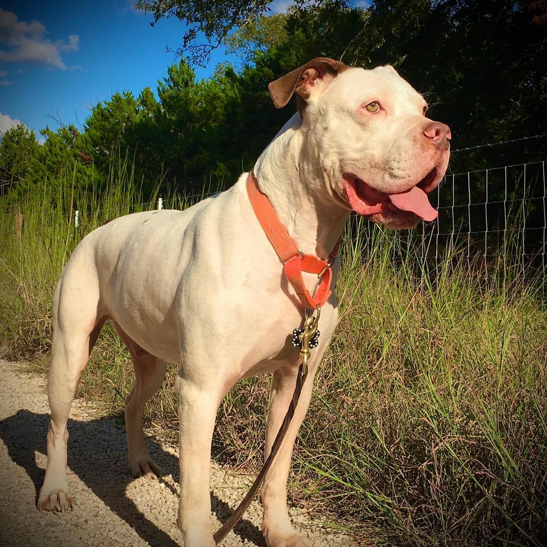 Oh c'mon. How can you resist my adorable smushiness?!

Adopt Chato in the Austin, Texas area.
<a target='_blank' href='https://www.instagram.com/explore/tags/adoptdontshop/'>#adoptdontshop</a> <a target='_blank' href='https://www.instagram.com/explore/tags/fosteringsaveslives/'>#fosteringsaveslives</a> <a target='_blank' href='https://www.instagram.com/explore/tags/americanbulldog/'>#americanbulldog</a> <a target='_blank' href='https://www.instagram.com/explore/tags/boxermix/'>#boxermix</a> <a target='_blank' href='https://www.instagram.com/explore/tags/whitedog/'>#whitedog</a> <a target='_blank' href='https://www.instagram.com/explore/tags/dirtydog/'>#dirtydog</a> <a target='_blank' href='https://www.instagram.com/explore/tags/smushyface/'>#smushyface</a> <a target='_blank' href='https://www.instagram.com/explore/tags/centraltexas/'>#centraltexas</a>