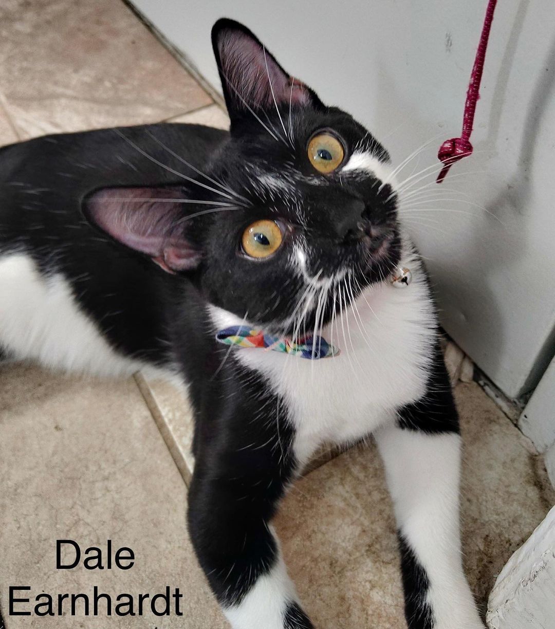 Dale, Henry, Oreo, and Sophia are all available for adoption and wowza are they adorable! Check them out on our website, link in bio. <a target='_blank' href='https://www.instagram.com/explore/tags/Adoptdontshop/'>#Adoptdontshop</a> <a target='_blank' href='https://www.instagram.com/explore/tags/redemptionroadrescue/'>#redemptionroadrescue</a> <a target='_blank' href='https://www.instagram.com/explore/tags/redemptionroadmn/'>#redemptionroadmn</a> <a target='_blank' href='https://www.instagram.com/explore/tags/kittens/'>#kittens</a> <a target='_blank' href='https://www.instagram.com/explore/tags/kittensofinstagram/'>#kittensofinstagram</a> <a target='_blank' href='https://www.instagram.com/explore/tags/minneapoliskitty/'>#minneapoliskitty</a> <a target='_blank' href='https://www.instagram.com/explore/tags/rescuedismyfavoritebreed/'>#rescuedismyfavoritebreed</a> <a target='_blank' href='https://www.instagram.com/explore/tags/minnesotakittens/'>#minnesotakittens</a> <a target='_blank' href='https://www.instagram.com/explore/tags/rescuekitten/'>#rescuekitten</a> <a target='_blank' href='https://www.instagram.com/explore/tags/adoptedkitten/'>#adoptedkitten</a>