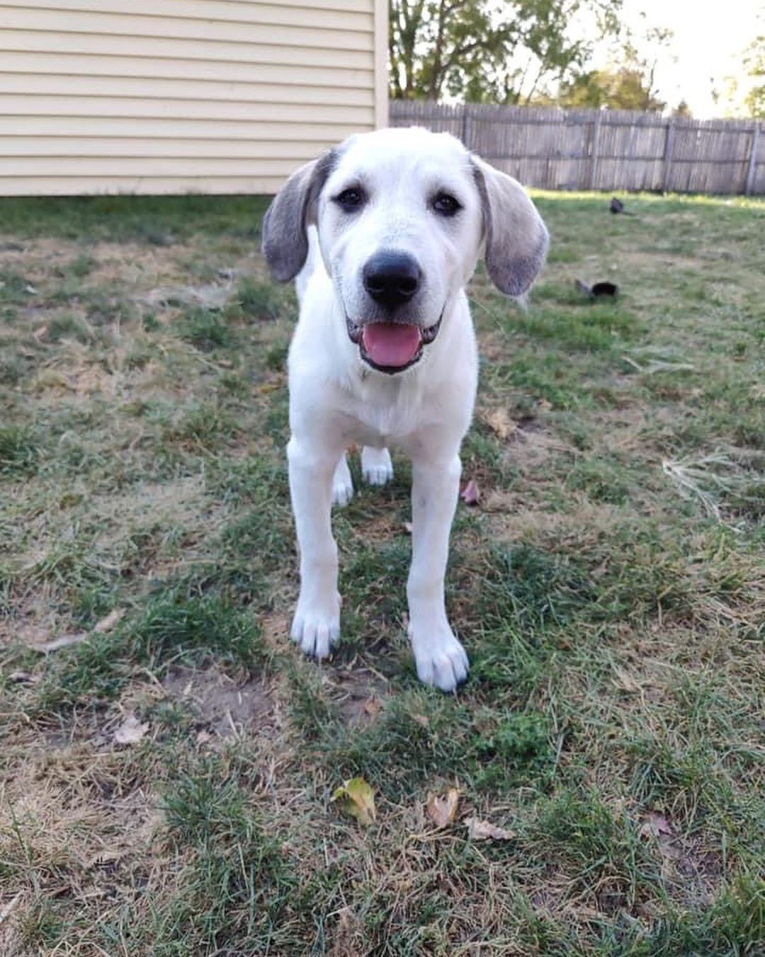 Millie came into rescue with her sister Maggie. The girls were surrendered to us by their owner who had back surgery and could no longer care for them. They had mostly been outside pups so they are learning about lots of new sights and sounds indoors. 

We think Millie is a Great Pyrenees mixed with Hound and maybe some Great Dane. Millie is super sweet and pretty independent. She enjoys being where you are, but isn’t needy and can keep herself occupied. Millie isn’t a cuddler yet, but she really likes being petted. Even though she’s on the shy side, she does well when meeting people and enjoys the attention. Millie is braver than her sister and is the first to explore and check out new things. And she is not shy about her bark! Millie loves to wrestle and play with other pups and would love a canine friend to play with in her Furever home. She is also cat friendly. Millie enjoys being outside especially if you are outside with her. She also likes playing in the wading pool. When Millie's ready to relax or nap, her crate is her safe place and she chooses to lay in it. Millie will sit for treats and is doing well with house training and leash training. 

Millie is 3 1/2 months old. She will come to her adopter up to date on vaccines, microchipped, and up to date on heartworm and flea/tick preventatives. Our puppies are adopted on a spay/neuter contract with adopter promising to spay/neuter at a later date and must show proof at that time. 

Adoption requirements:
You must have a secure and visible fence, pass a home check and a vet check with at least a two year, excellent vet history. Millie can be adopted in Missouri, Illinois, Iowa, Wisconsin, Minnesota, and Indiana. 
Being fostered in Reynolds, IL
www.GPrescue.com
🐾
<a target='_blank' href='https://www.instagram.com/explore/tags/greatPyrenees/'>#greatPyrenees</a> <a target='_blank' href='https://www.instagram.com/explore/tags/greatpyreneesofthehour/'>#greatpyreneesofthehour</a> <a target='_blank' href='https://www.instagram.com/explore/tags/greatpyreneesoftheday/'>#greatpyreneesoftheday</a> <a target='_blank' href='https://www.instagram.com/explore/tags/greatpyreneesfeature/'>#greatpyreneesfeature</a> <a target='_blank' href='https://www.instagram.com/explore/tags/greatpyrfeature/'>#greatpyrfeature</a> <a target='_blank' href='https://www.instagram.com/explore/tags/dogstagram/'>#dogstagram</a> <a target='_blank' href='https://www.instagram.com/explore/tags/dogoftheday/'>#dogoftheday</a> <a target='_blank' href='https://www.instagram.com/explore/tags/dogsofinsta/'>#dogsofinsta</a> <a target='_blank' href='https://www.instagram.com/explore/tags/petsofinstagram/'>#petsofinstagram</a> <a target='_blank' href='https://www.instagram.com/explore/tags/petstagram/'>#petstagram</a> <a target='_blank' href='https://www.instagram.com/explore/tags/polarbeardog/'>#polarbeardog</a> <a target='_blank' href='https://www.instagram.com/explore/tags/giantdogsofinstagram/'>#giantdogsofinstagram</a> <a target='_blank' href='https://www.instagram.com/explore/tags/giantbreedlovers/'>#giantbreedlovers</a> <a target='_blank' href='https://www.instagram.com/explore/tags/adoptdontshop/'>#adoptdontshop</a> <a target='_blank' href='https://www.instagram.com/explore/tags/dogsofmo/'>#dogsofmo</a> <a target='_blank' href='https://www.instagram.com/explore/tags/adopt/'>#adopt</a> <a target='_blank' href='https://www.instagram.com/explore/tags/foster/'>#foster</a> <a target='_blank' href='https://www.instagram.com/explore/tags/greatpyreneesrescueofmissouri/'>#greatpyreneesrescueofmissouri</a> <a target='_blank' href='https://www.instagram.com/explore/tags/greatpyreneesrescueofmo/'>#greatpyreneesrescueofmo</a>