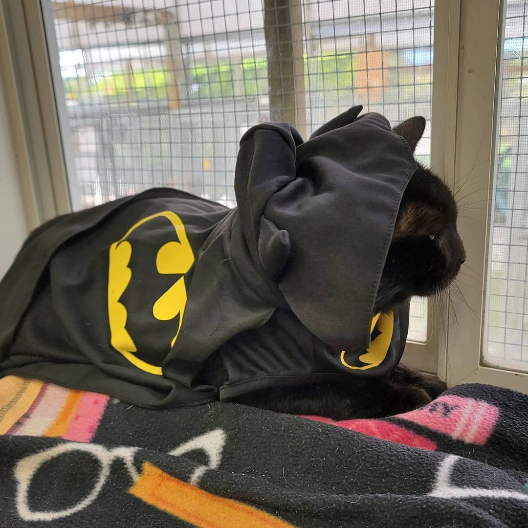 Today is Batman Day and the real Batman came in to visit the animals today! Batman does have a striking resemblance to Midnight though but that's just a coincidence, right?

<a target='_blank' href='https://www.instagram.com/explore/tags/batman/'>#batman</a> <a target='_blank' href='https://www.instagram.com/explore/tags/blackcat/'>#blackcat</a> <a target='_blank' href='https://www.instagram.com/explore/tags/adoptdontshop/'>#adoptdontshop</a> <a target='_blank' href='https://www.instagram.com/explore/tags/adoptablepets/'>#adoptablepets</a> <a target='_blank' href='https://www.instagram.com/explore/tags/sheltercat/'>#sheltercat</a> <a target='_blank' href='https://www.instagram.com/explore/tags/cat/'>#cat</a>